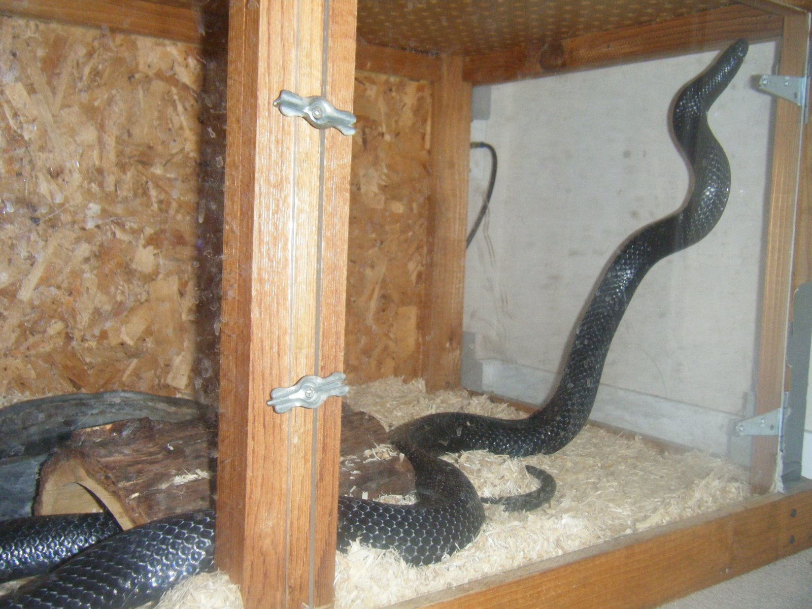 Snakey is looking for girls