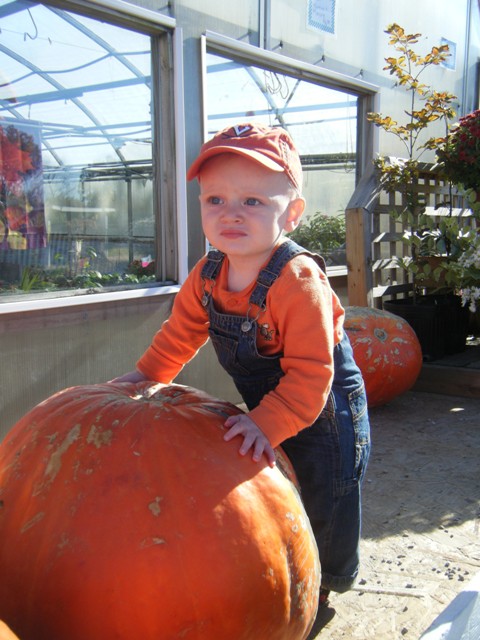 Pumpkin Patch