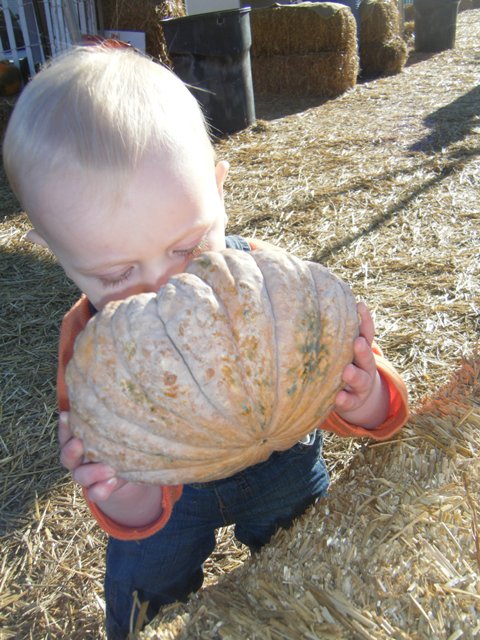 Pumpkin Patch II