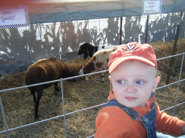 Animals at the Pumpkin Patch