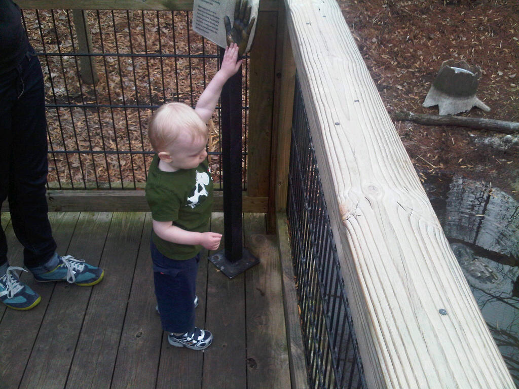Looking for fish in the pond at the zoo