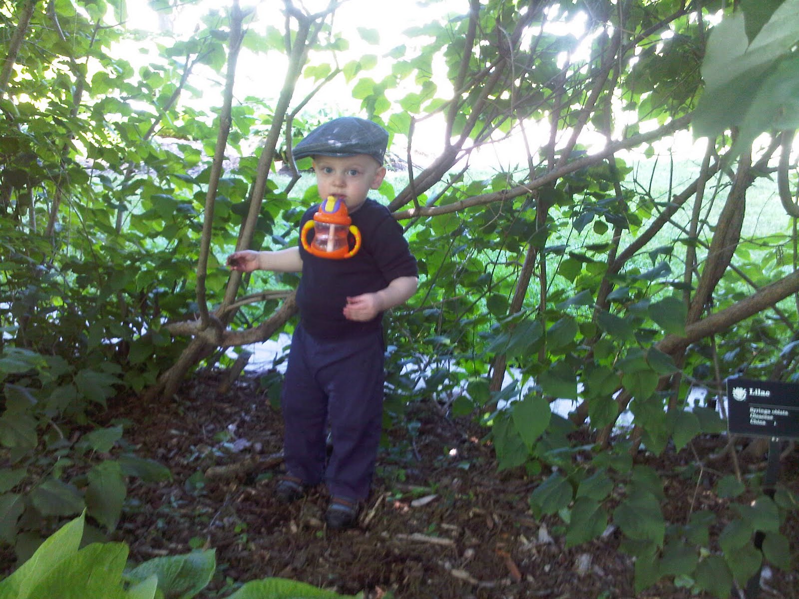 IMG00093-20110518-1122.jpg