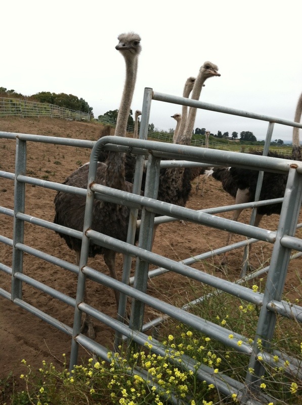 Ostrich farm