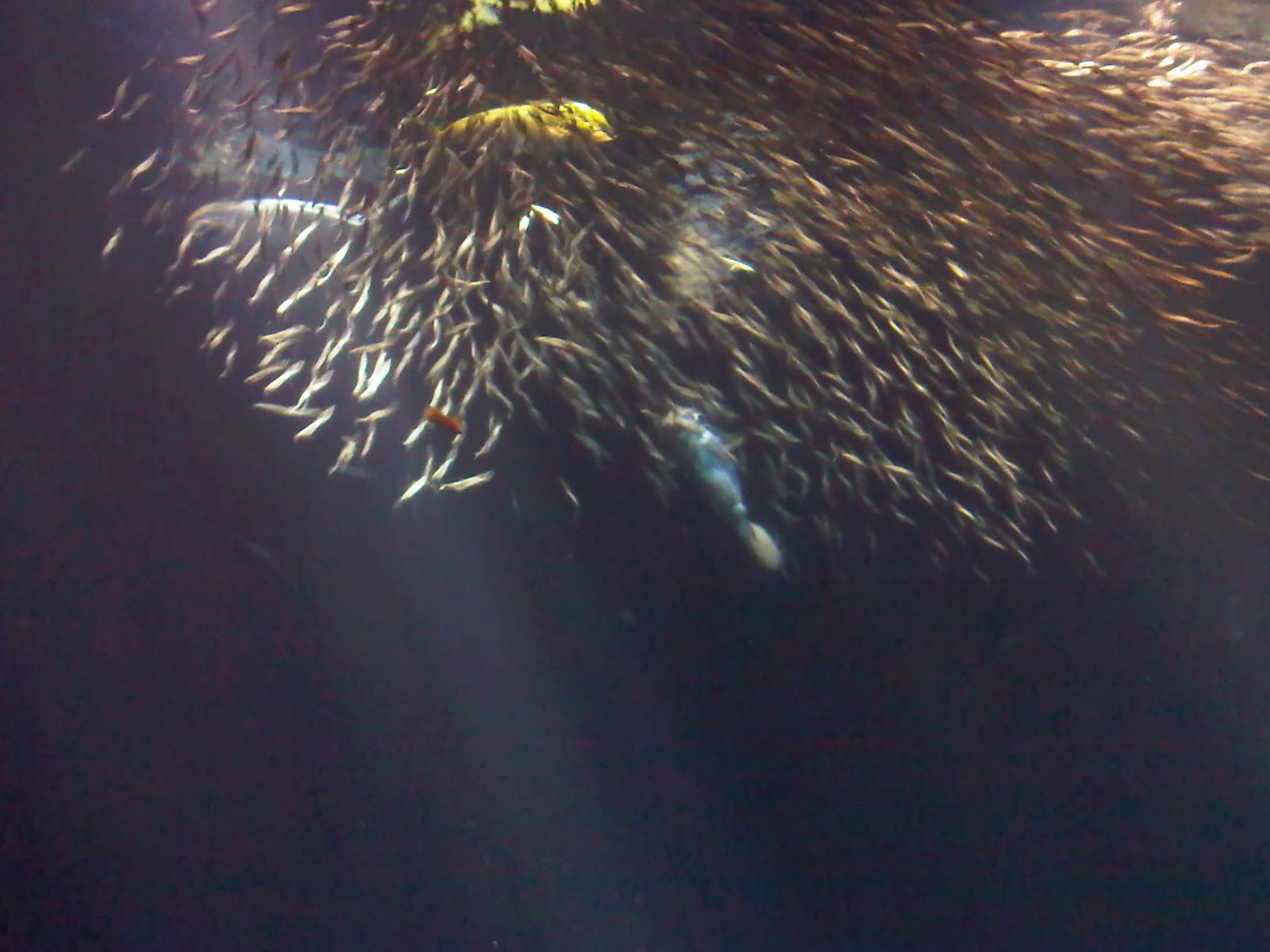 Sardines