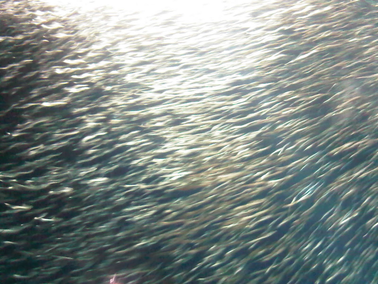 Sardines
