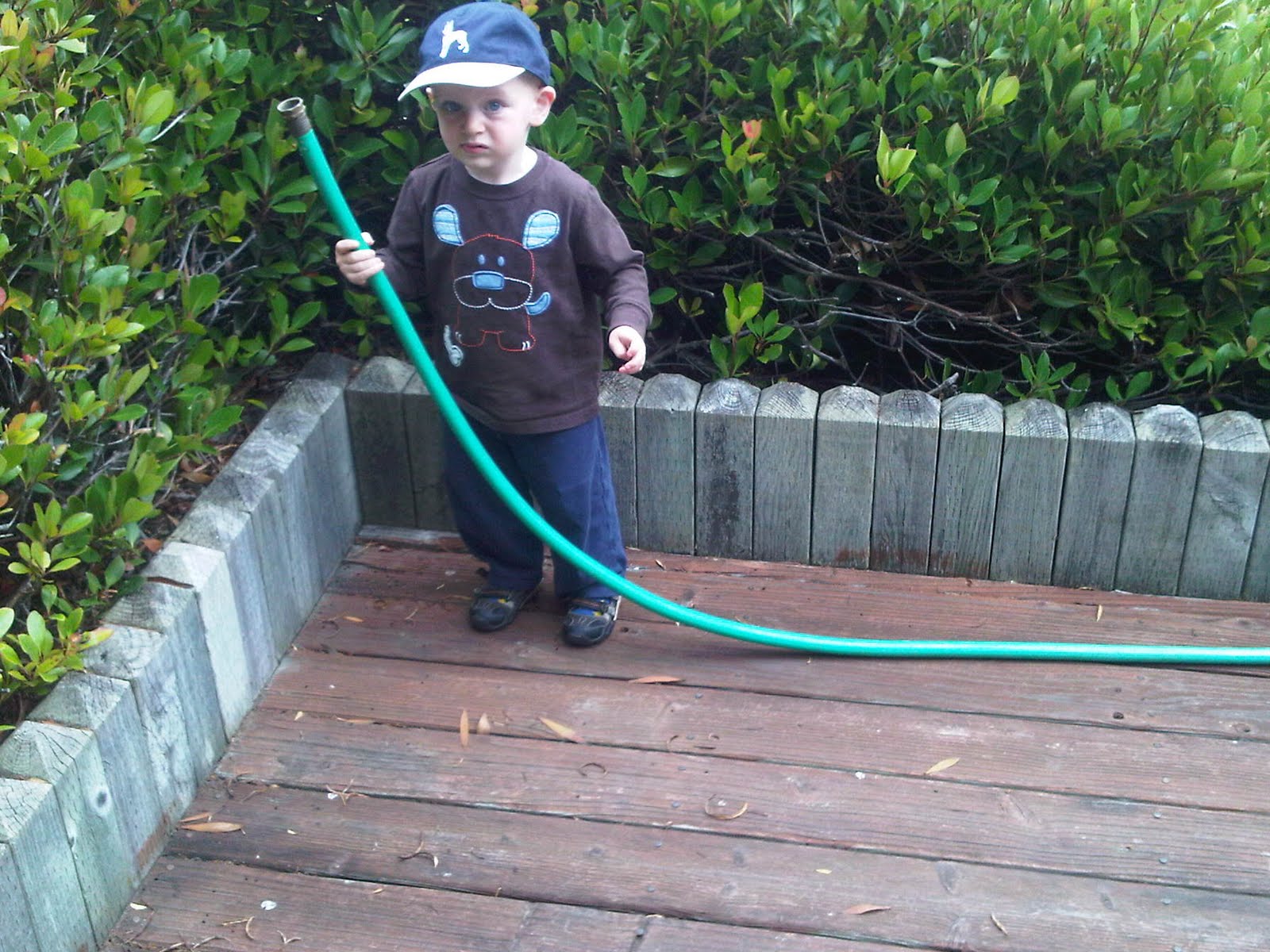 Watering bushes