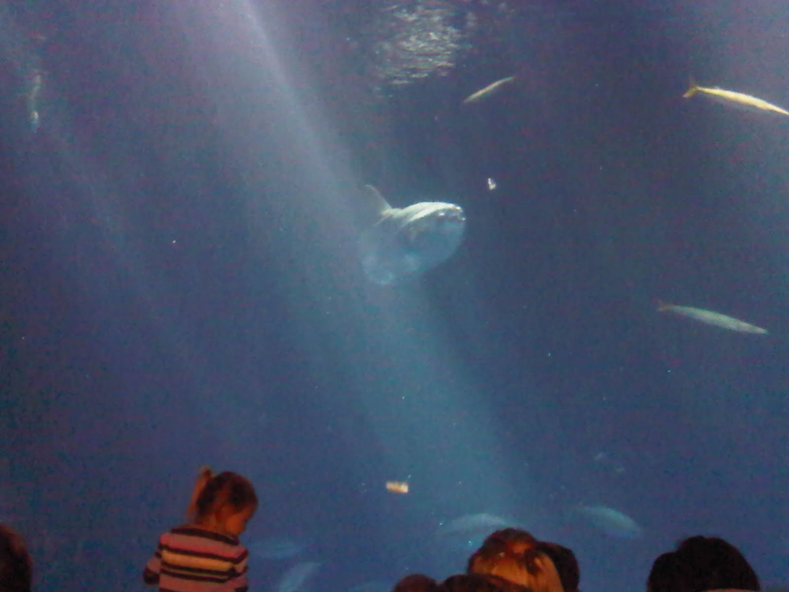 Sun fish at Monteray Aquarium