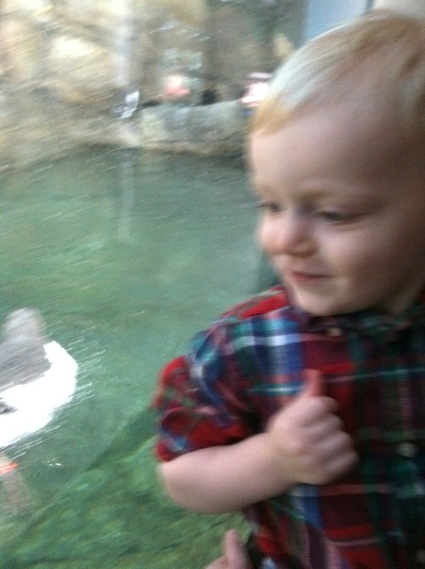 Fish