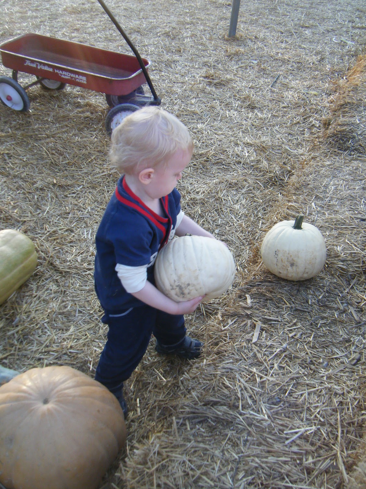 Pumpkins!