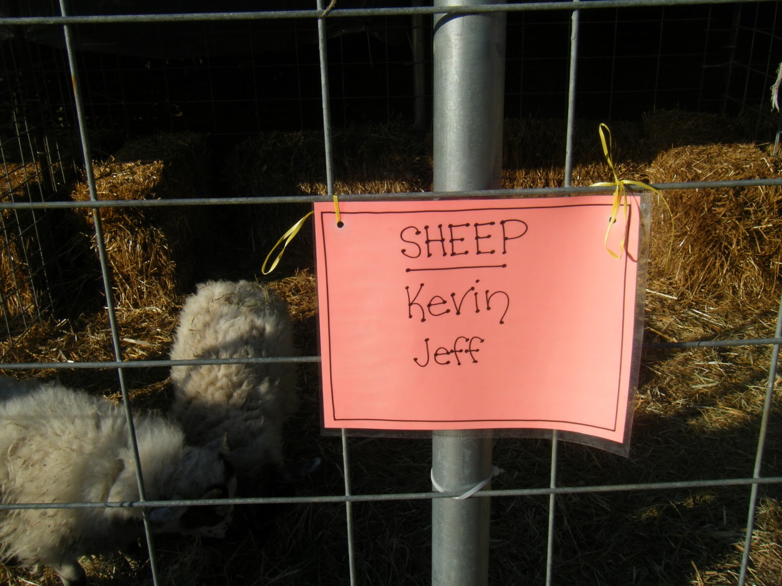 The Sheep were named after Andy's Uncles!