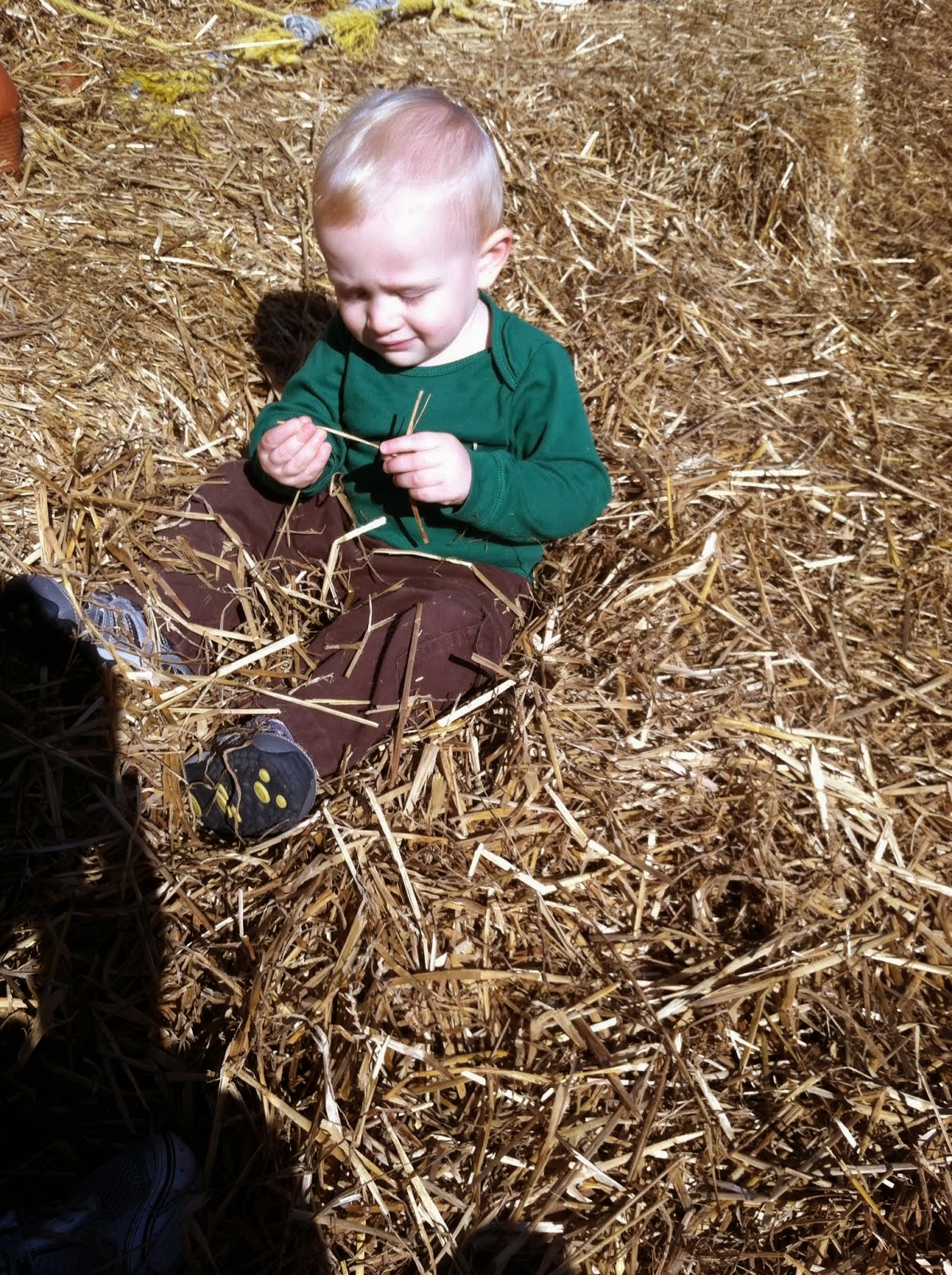 Charlie delighted by straw at Pumpkin Land