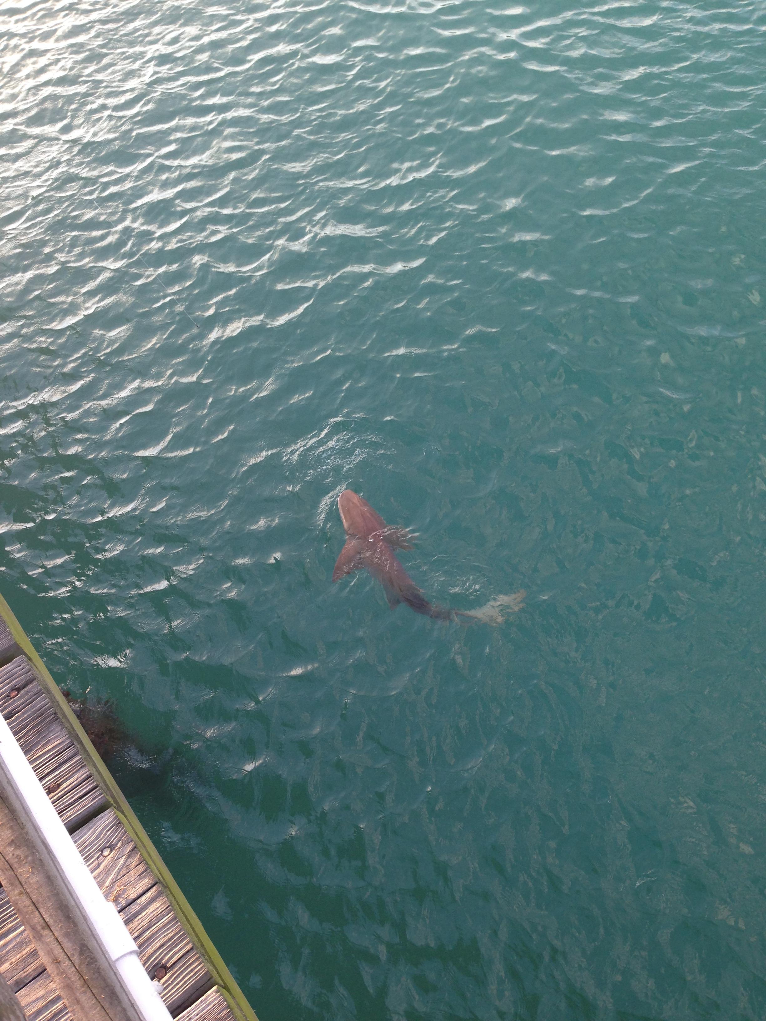 Sharks and pelicans