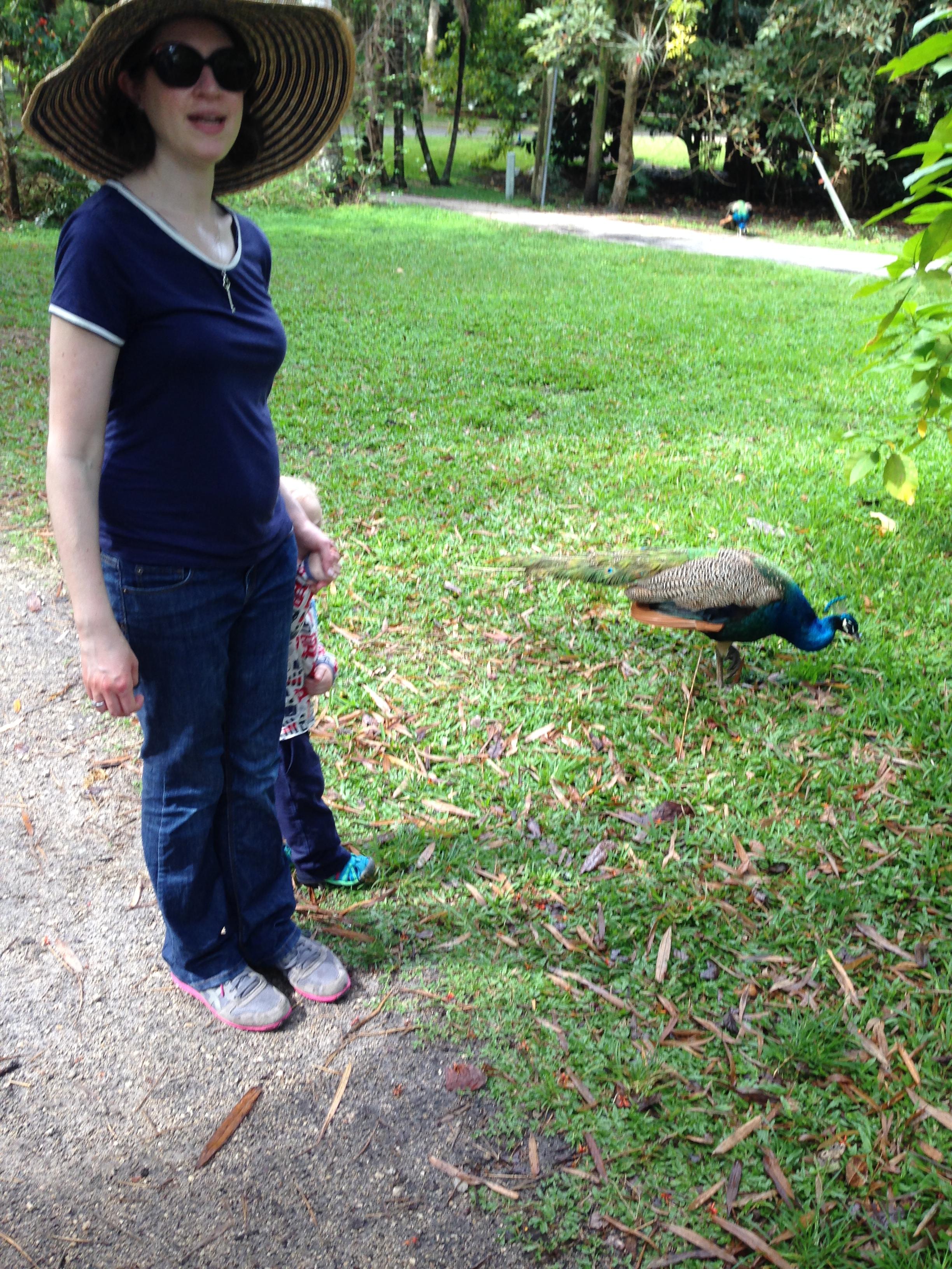 A peacock joined us for lunch!