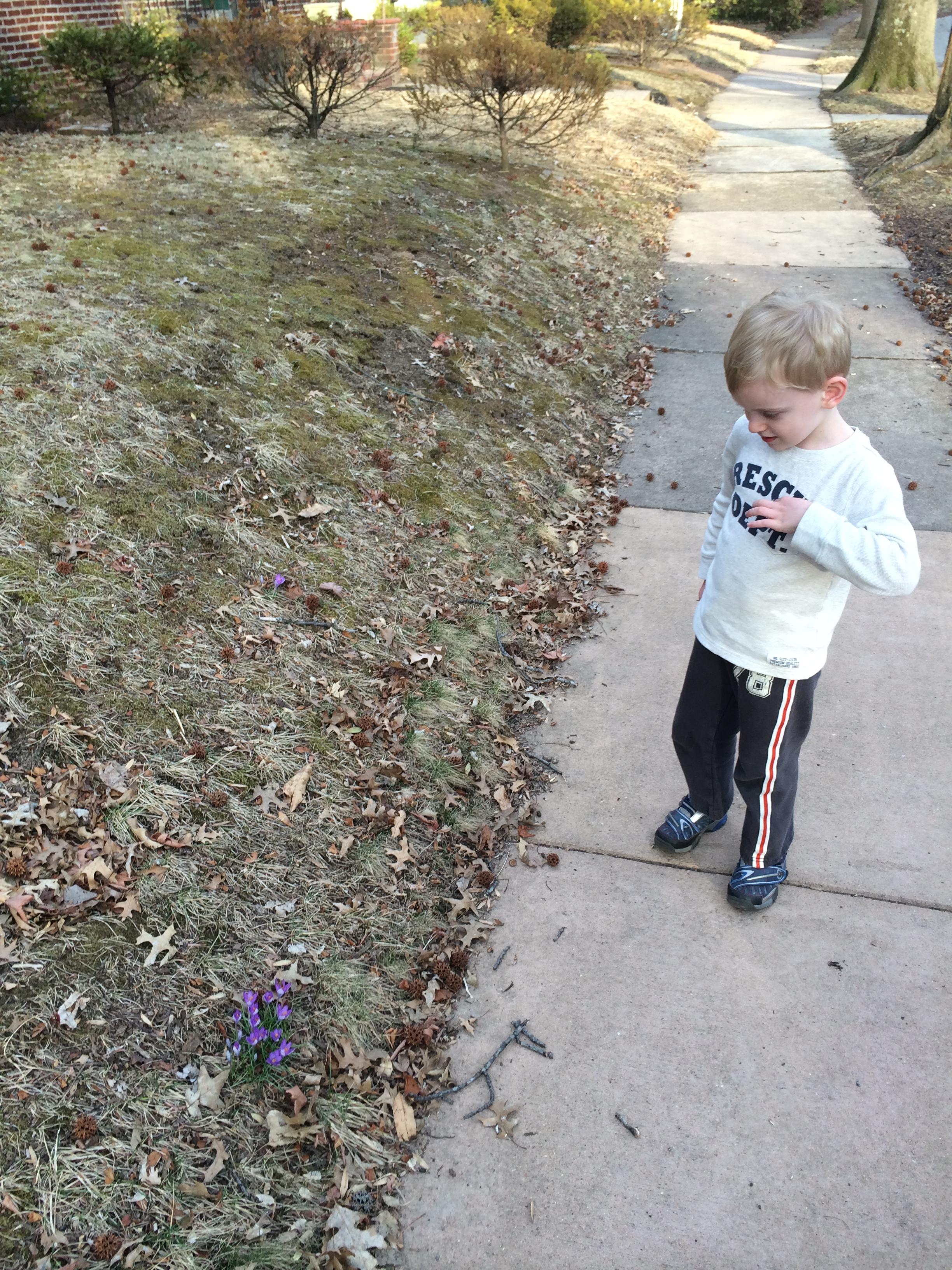 Saw first crocus for my birthday yesterday