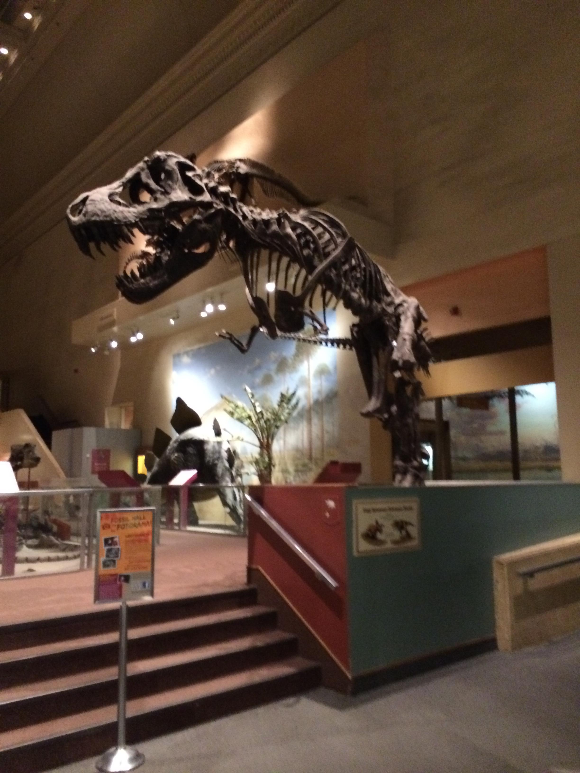 We got to go to the natural history museum before it opened days before it is closing for five years