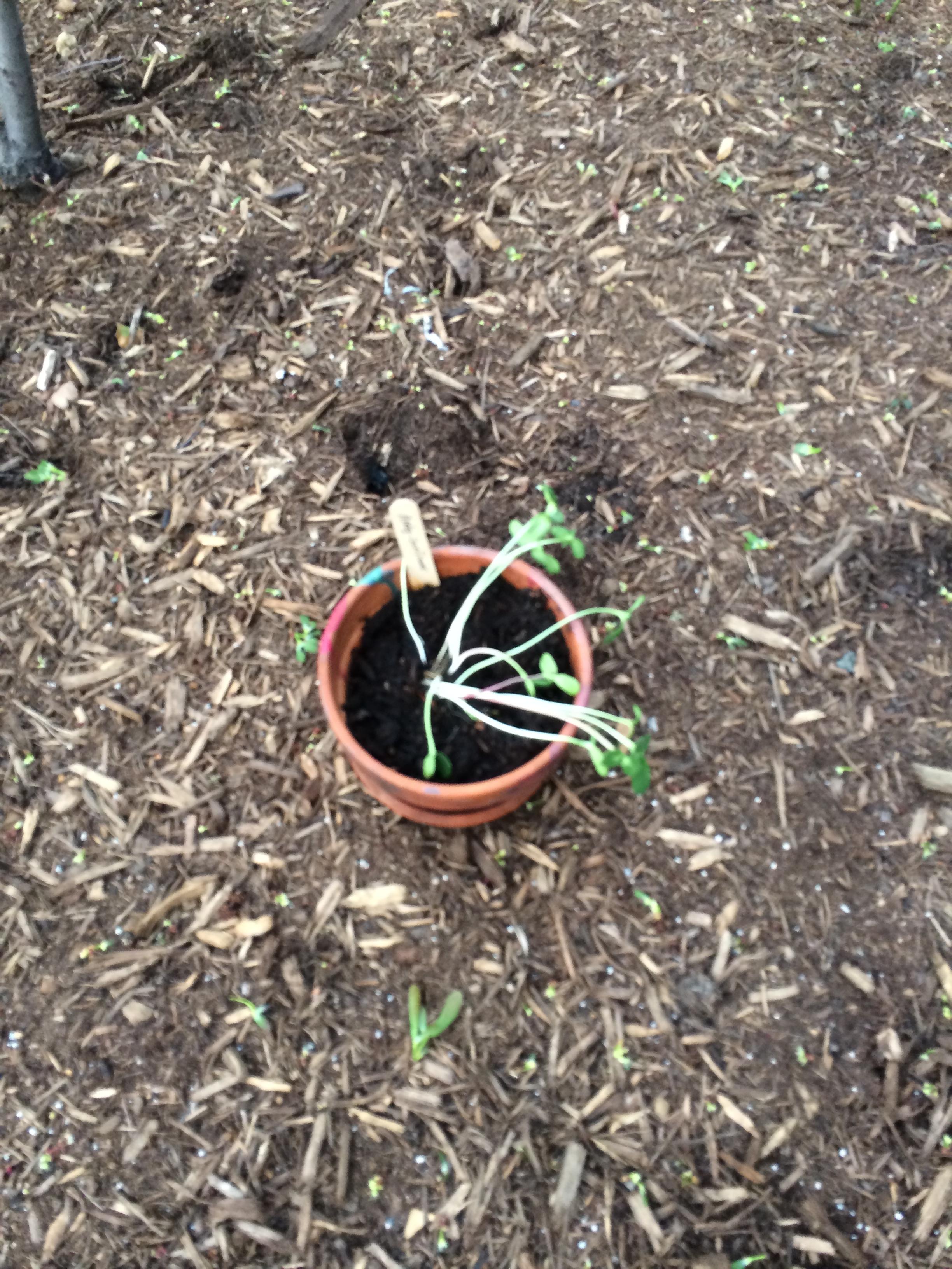 Andy's sunflower