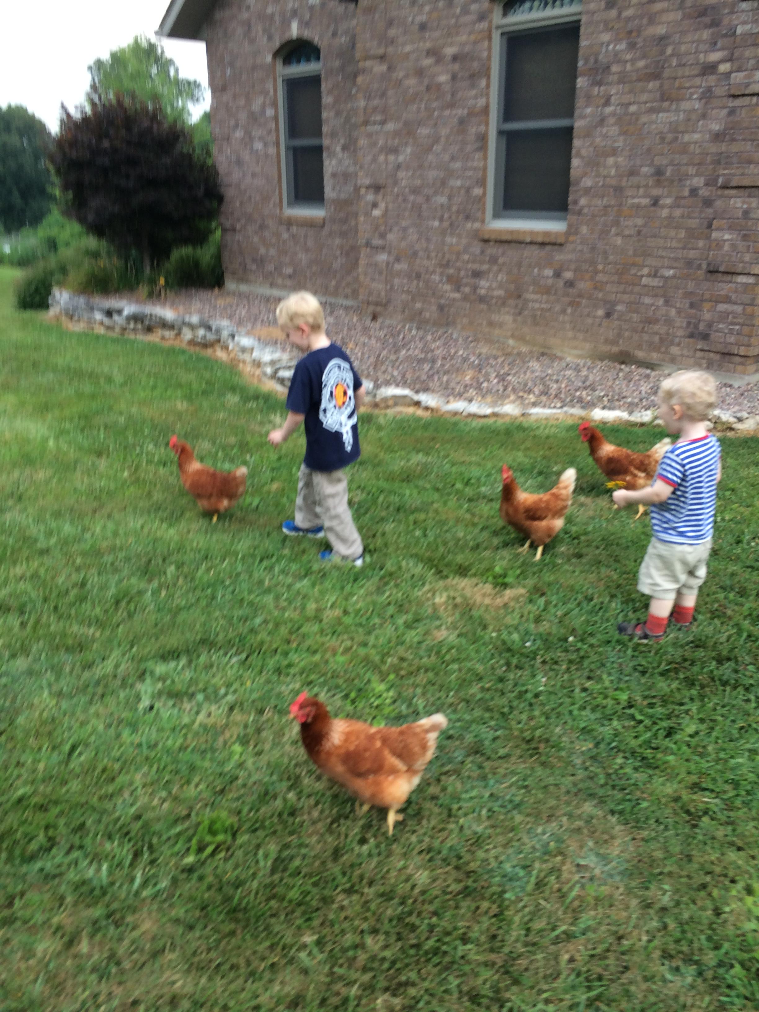 Hotop chickens
