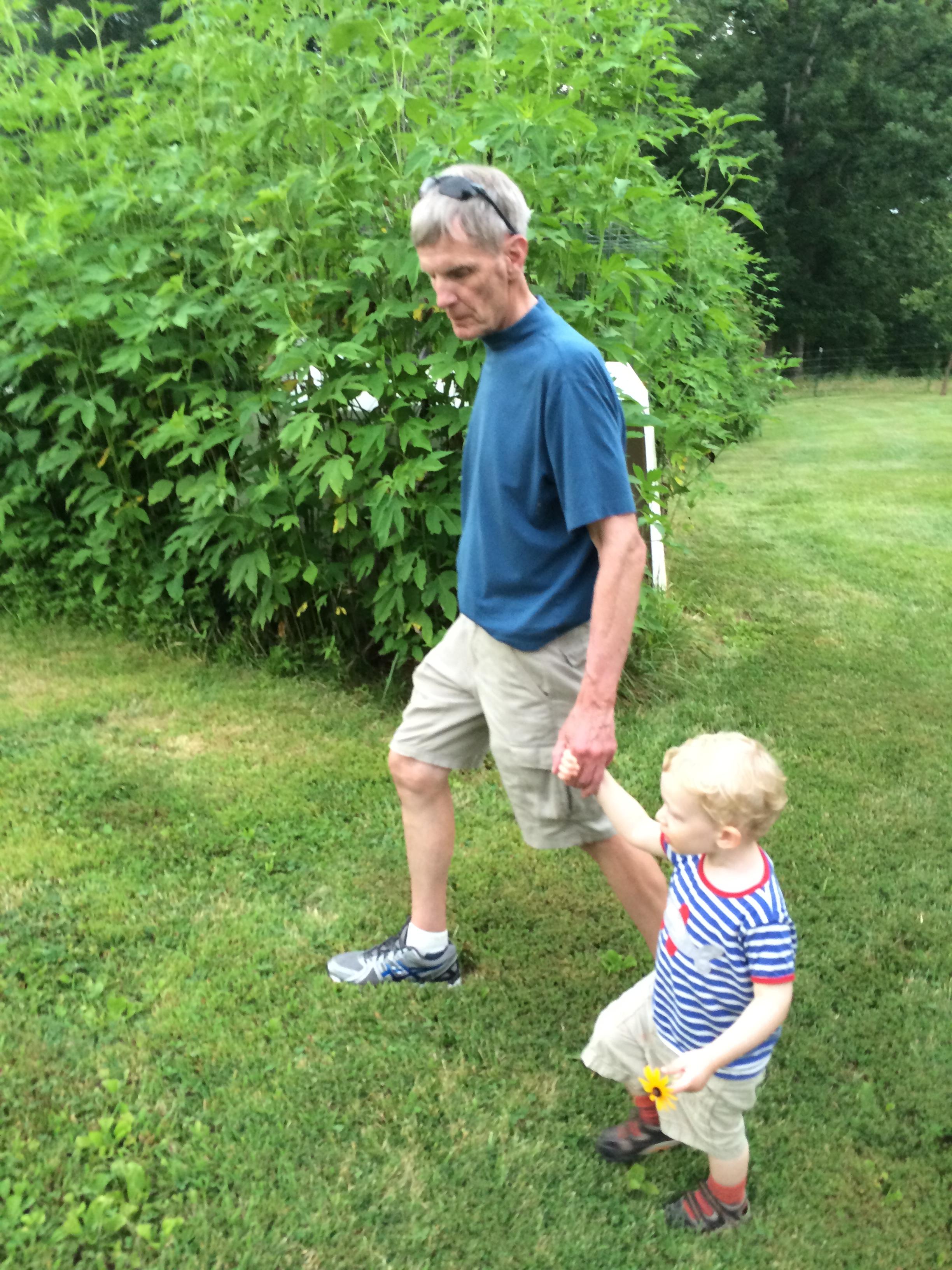 Looking for cows with papa