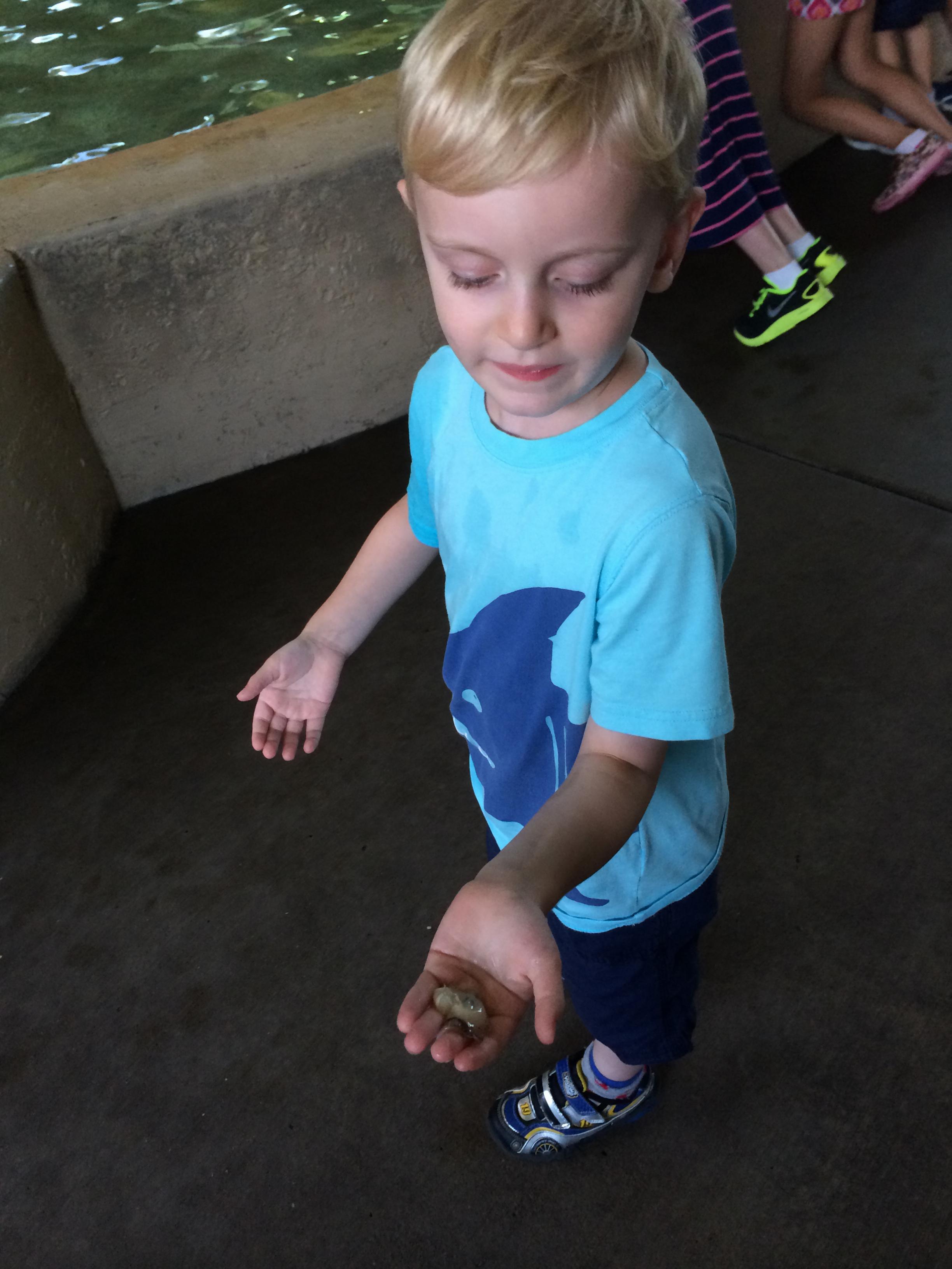 Feeding sting rays octopus