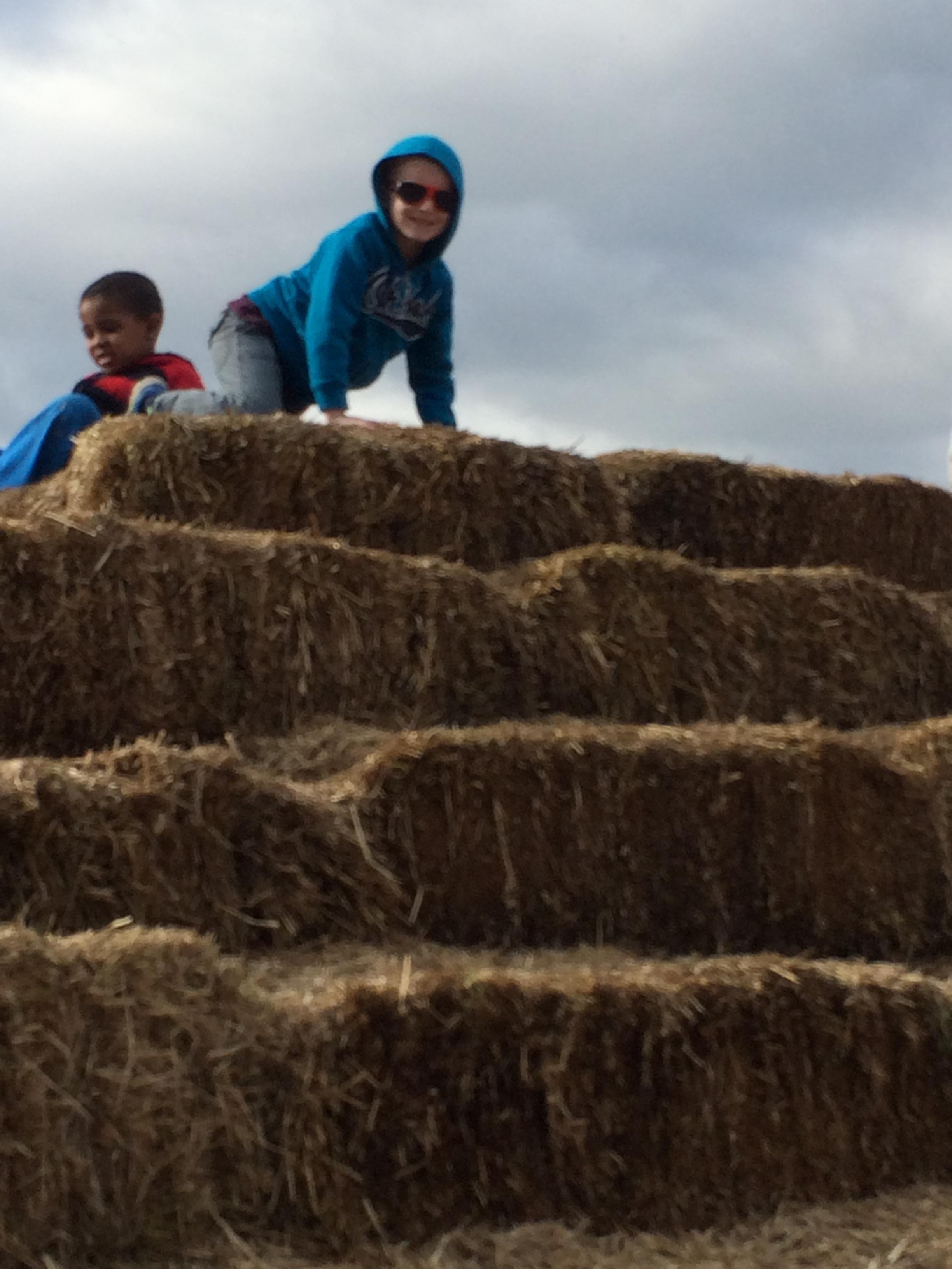 Pumpkin patch