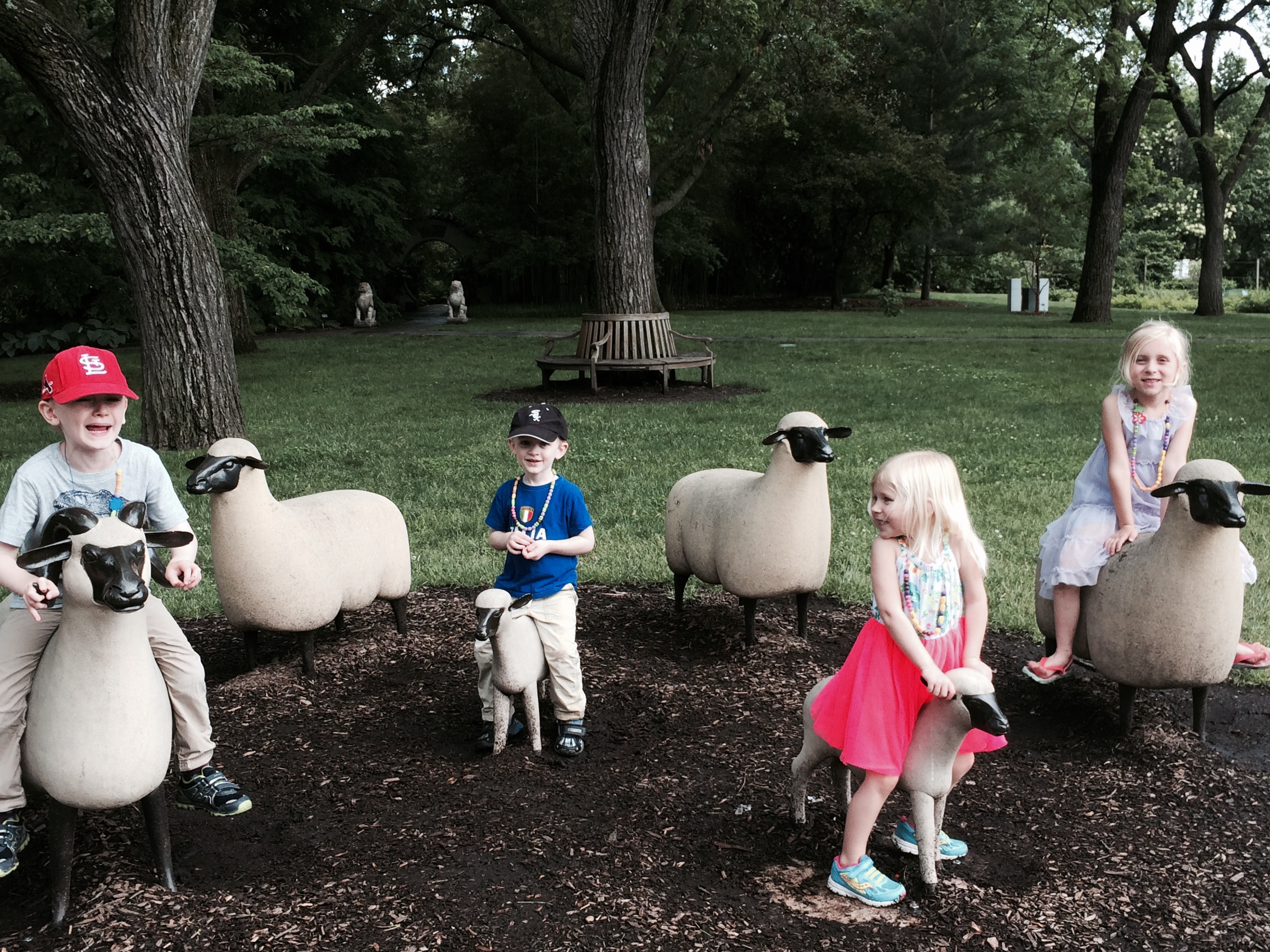 Sheep