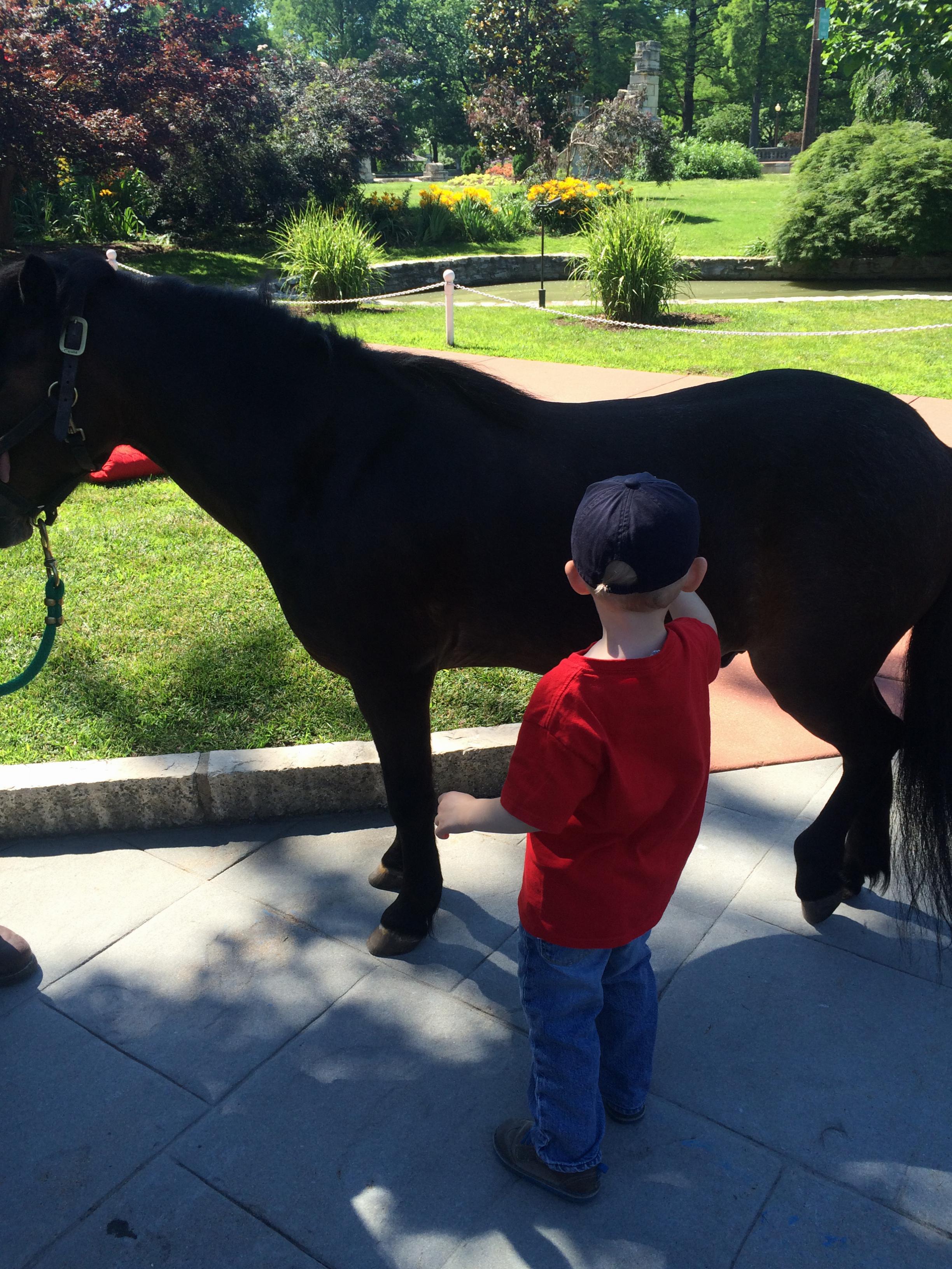 Horse
