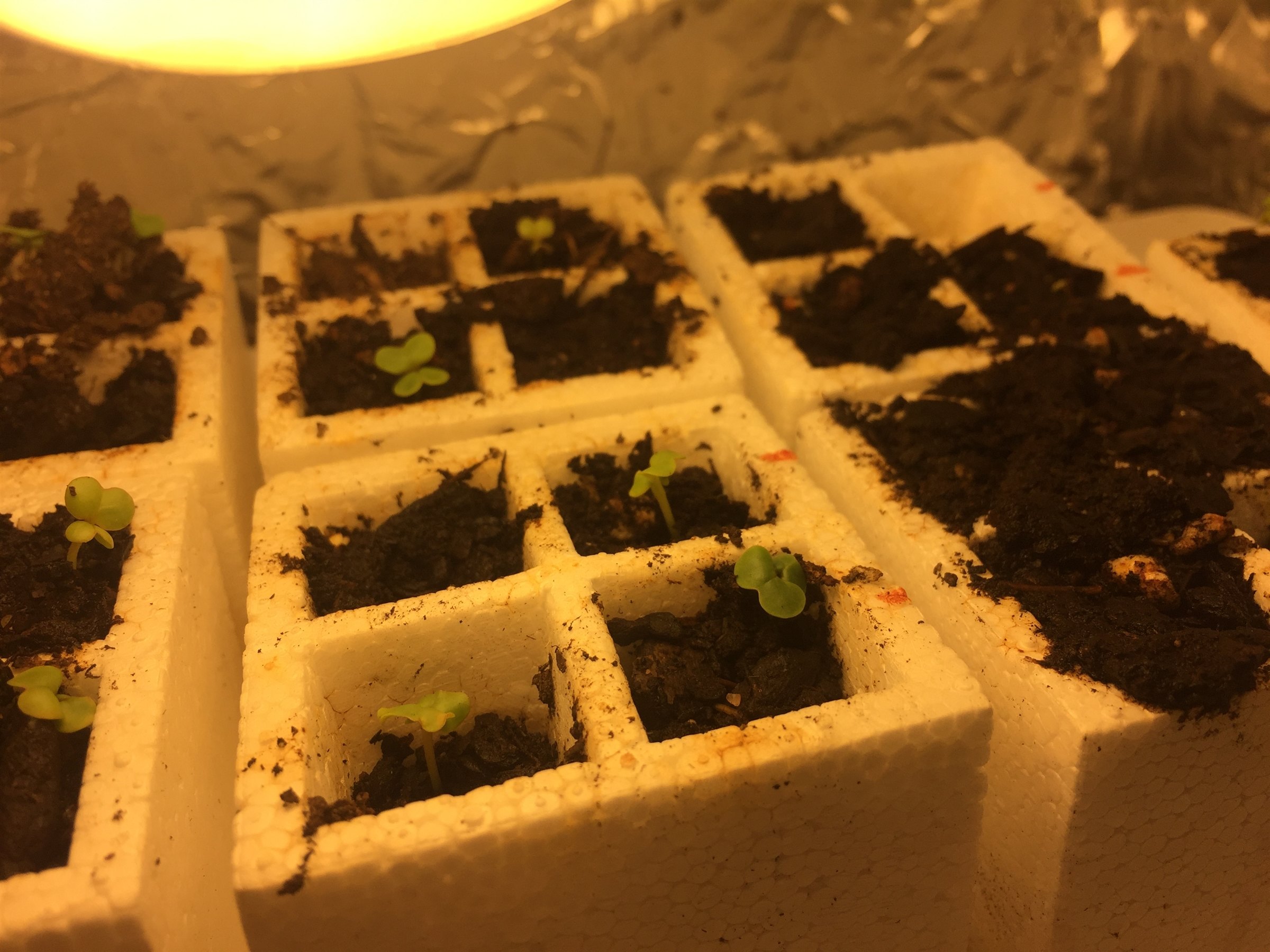growing plants!