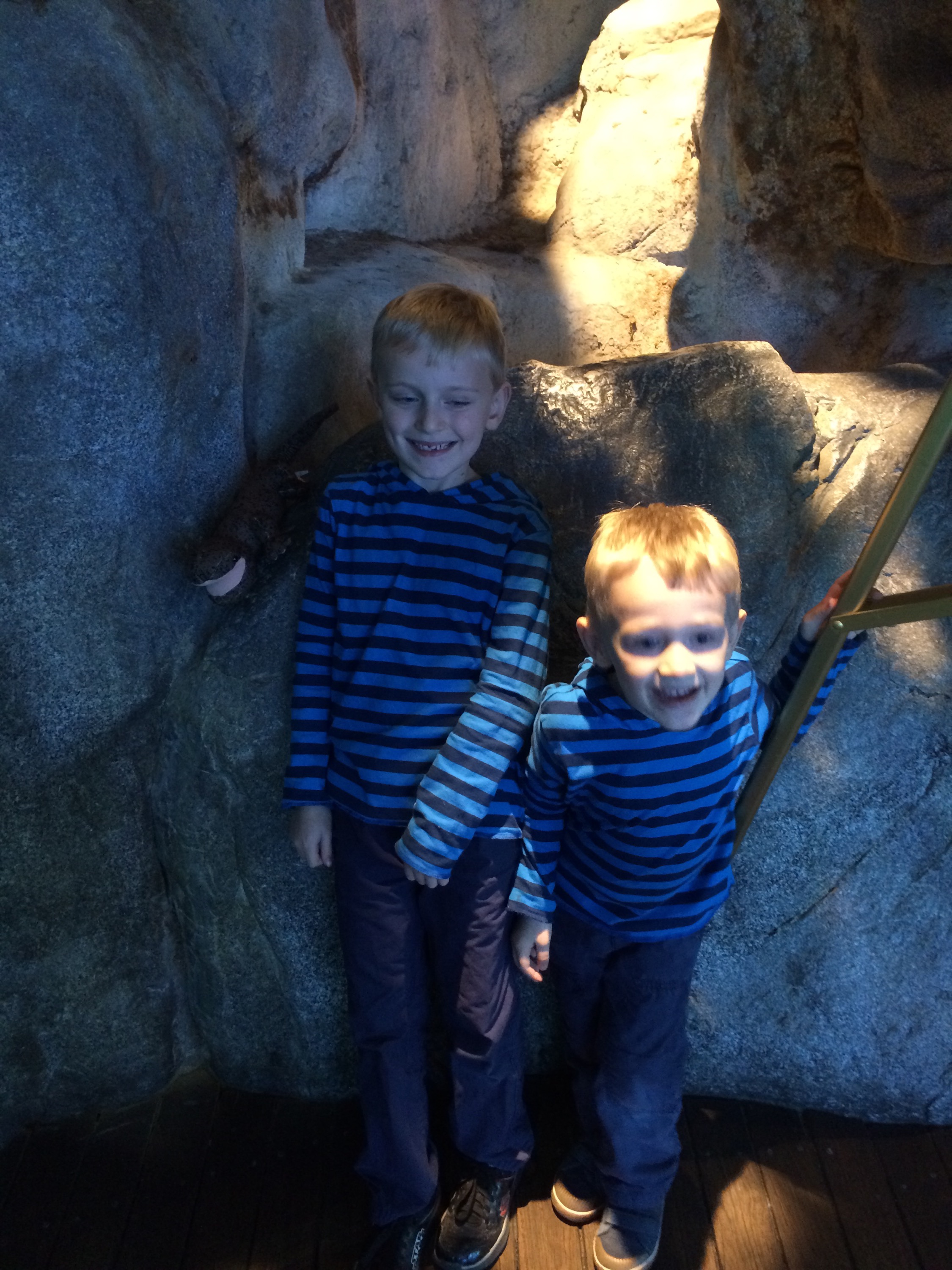 Shedd