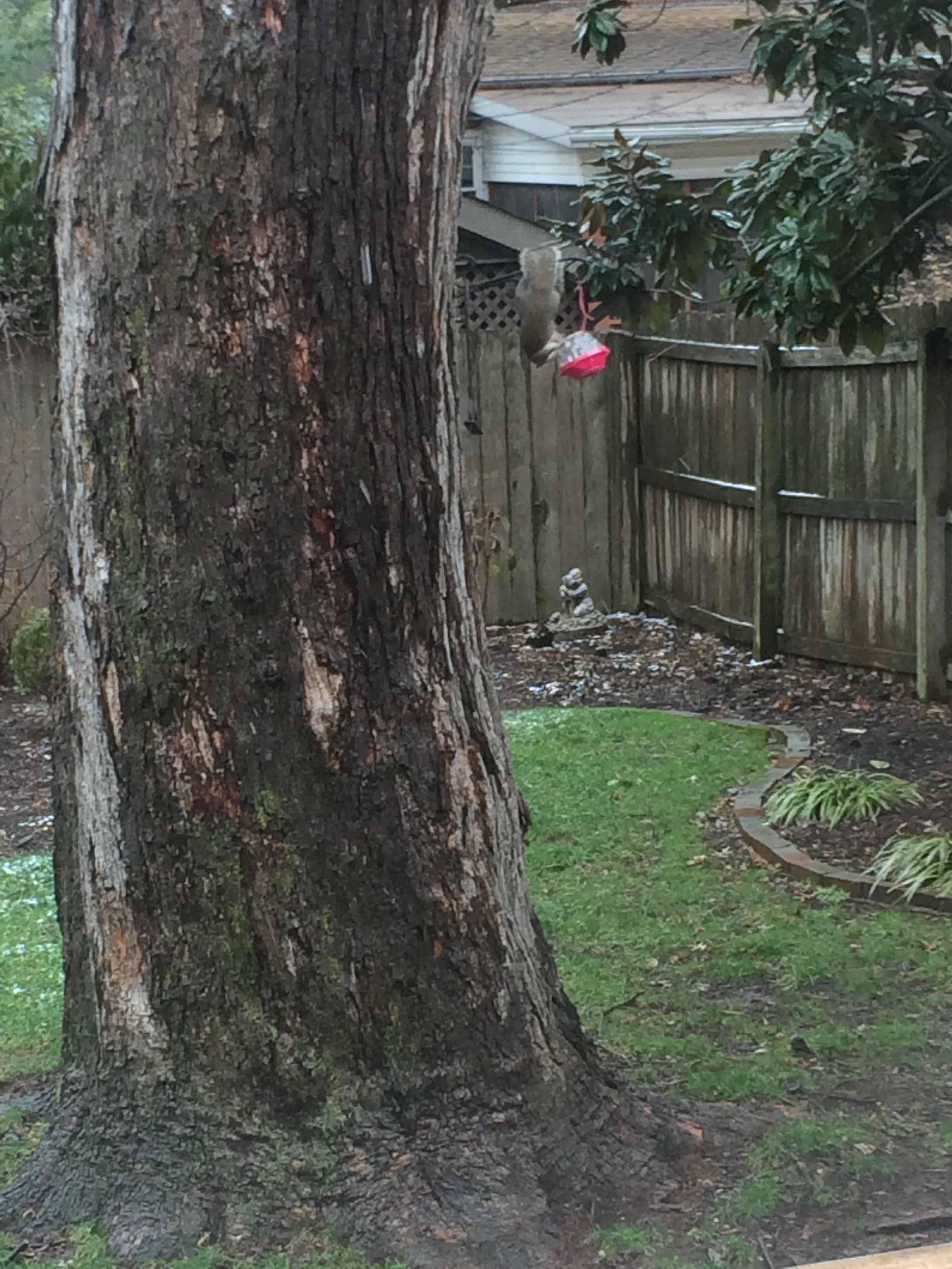 Andys squirrel feeder
