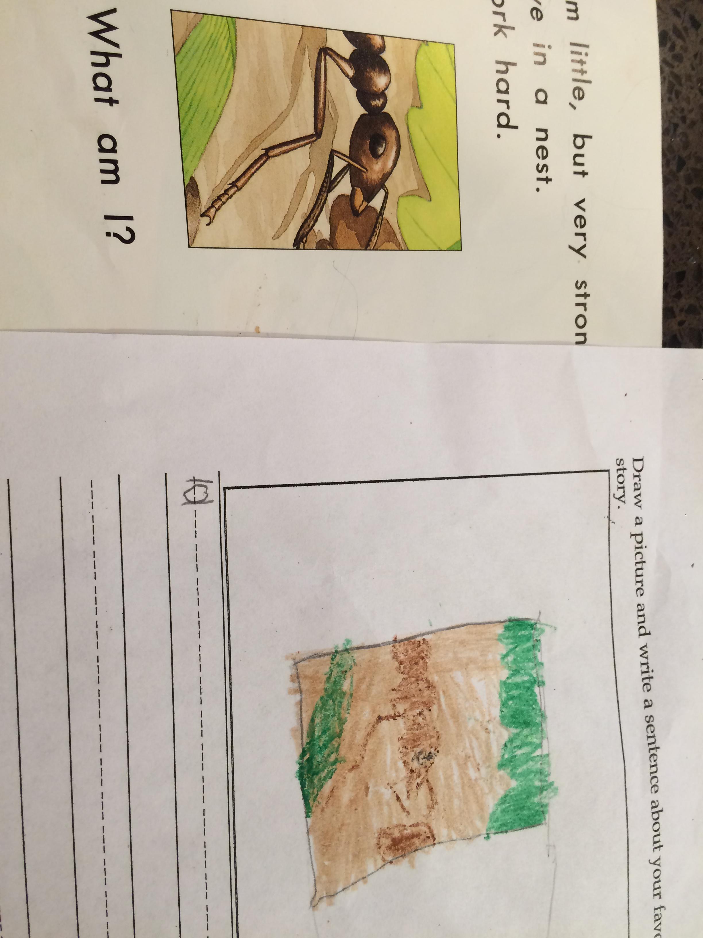 Book report picture