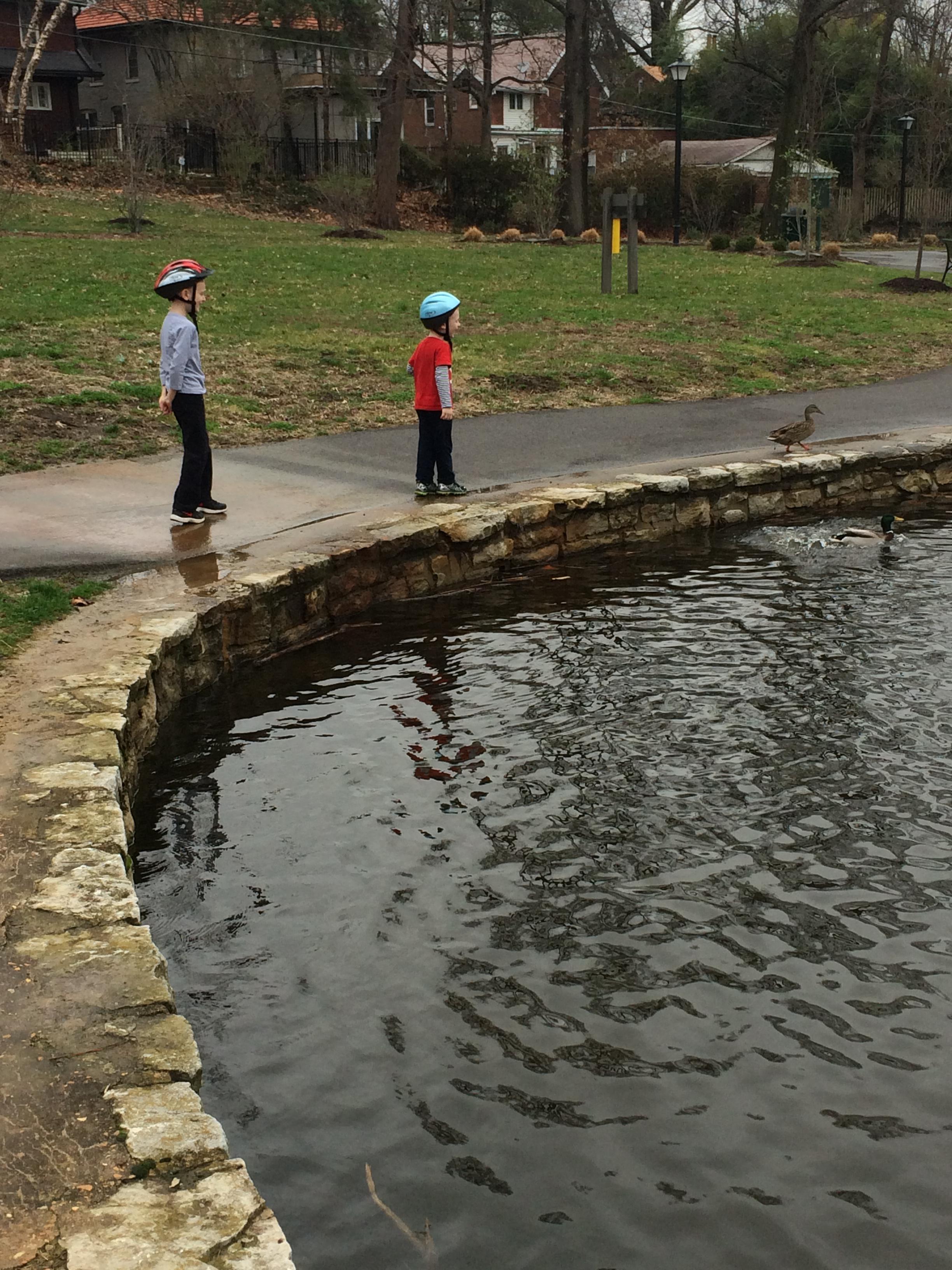 Ducks