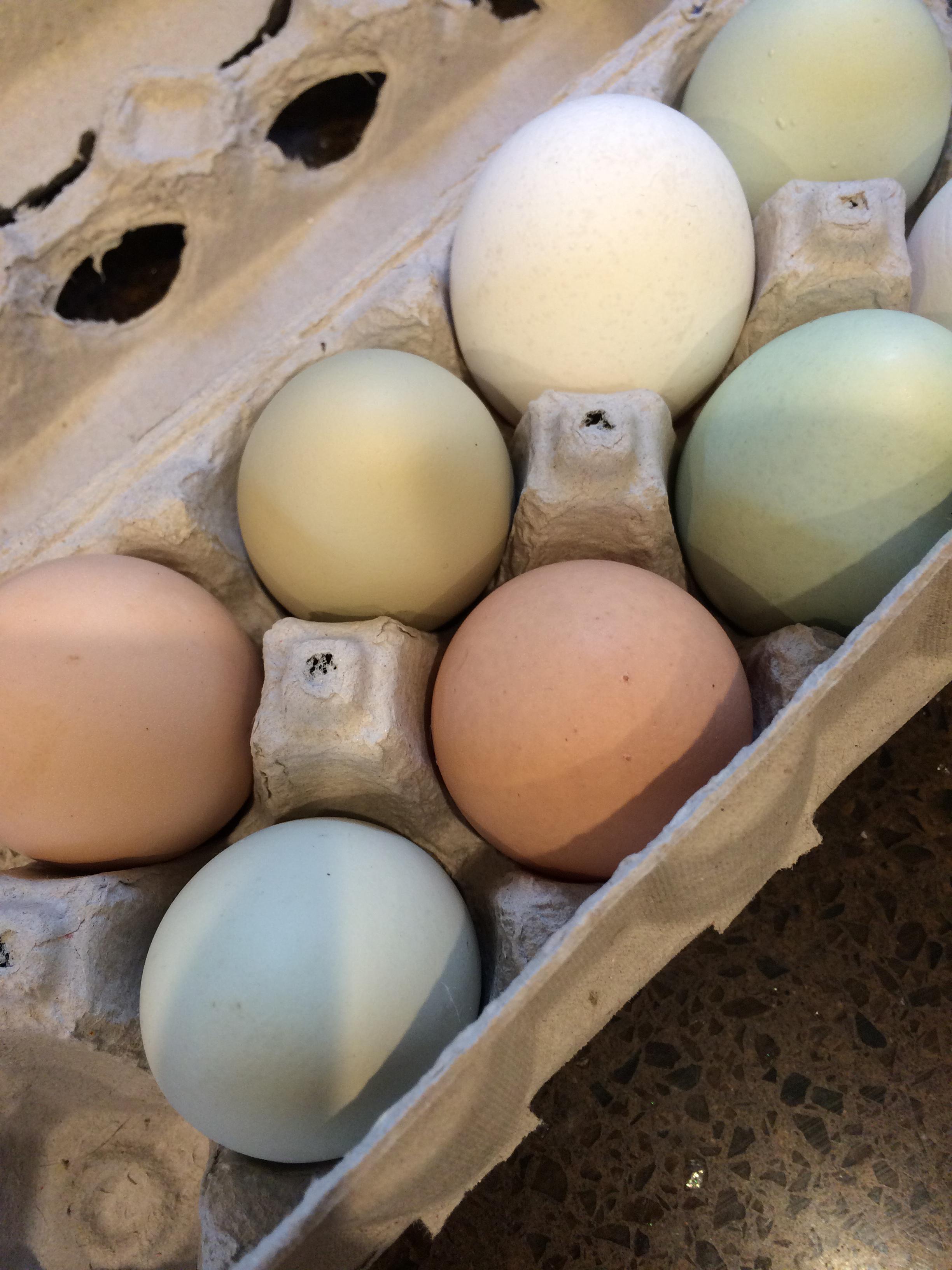 Matt makes toad in the hole with farm eggs