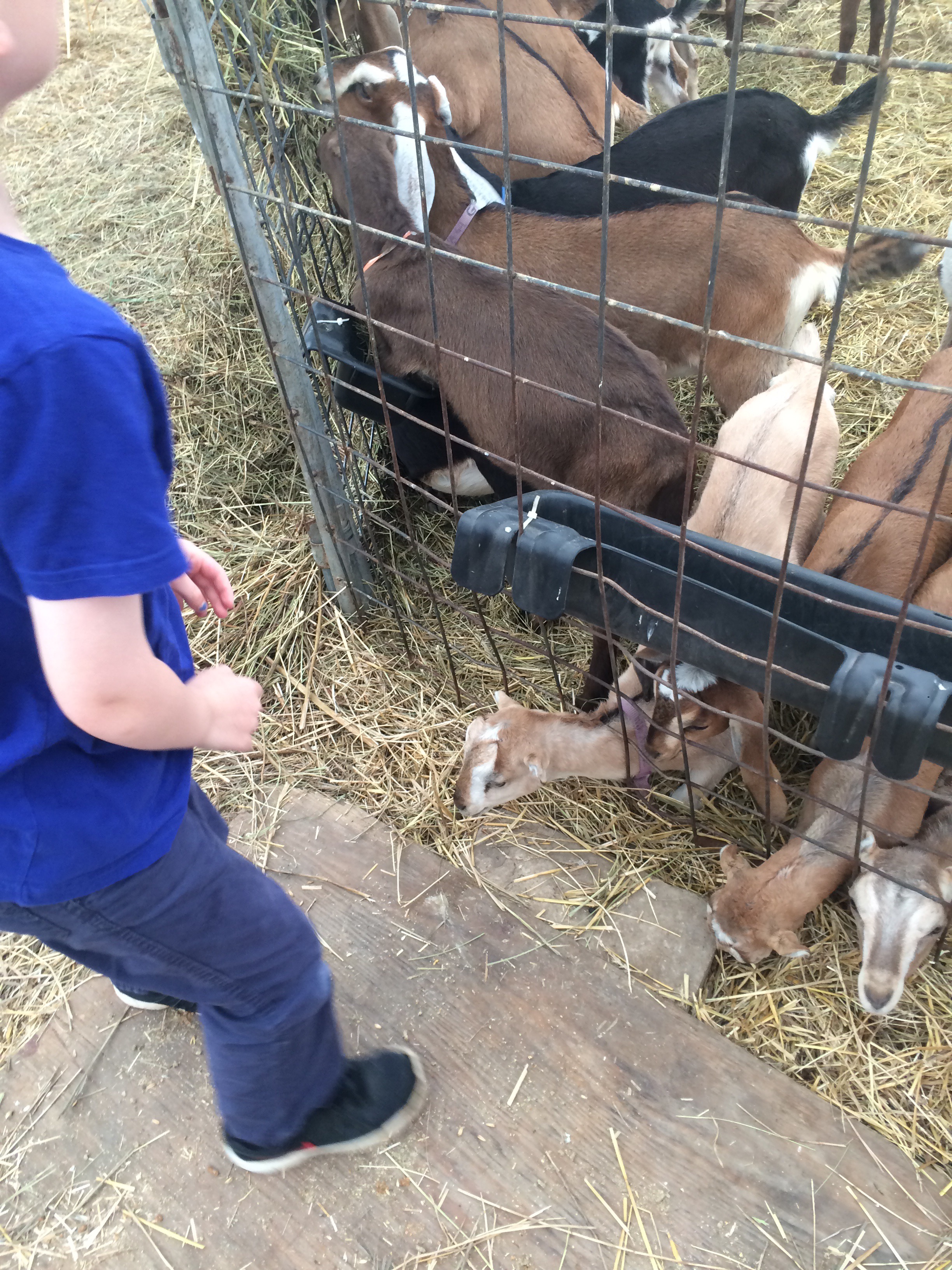 Petting the goats