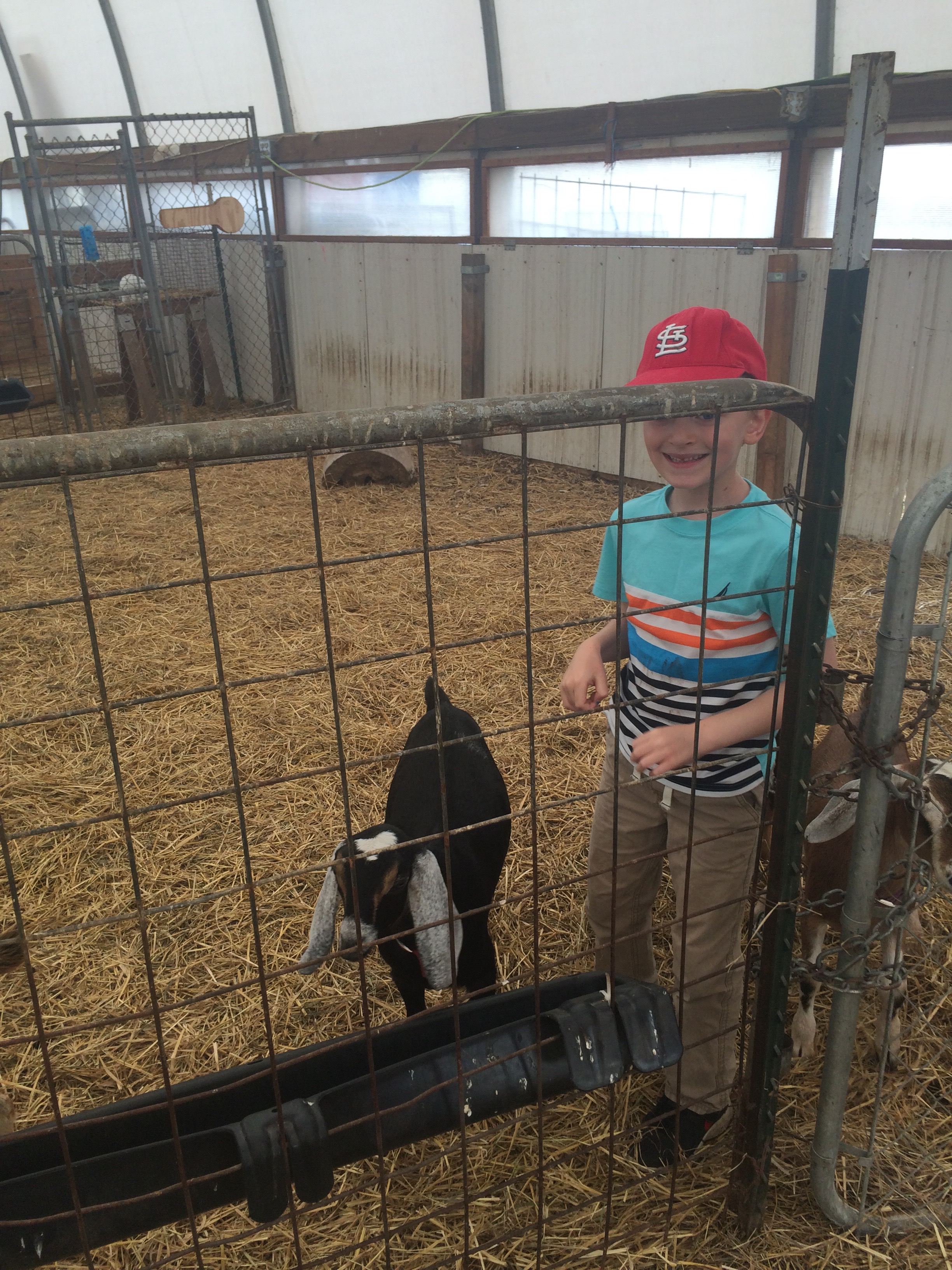 Inside with the goats