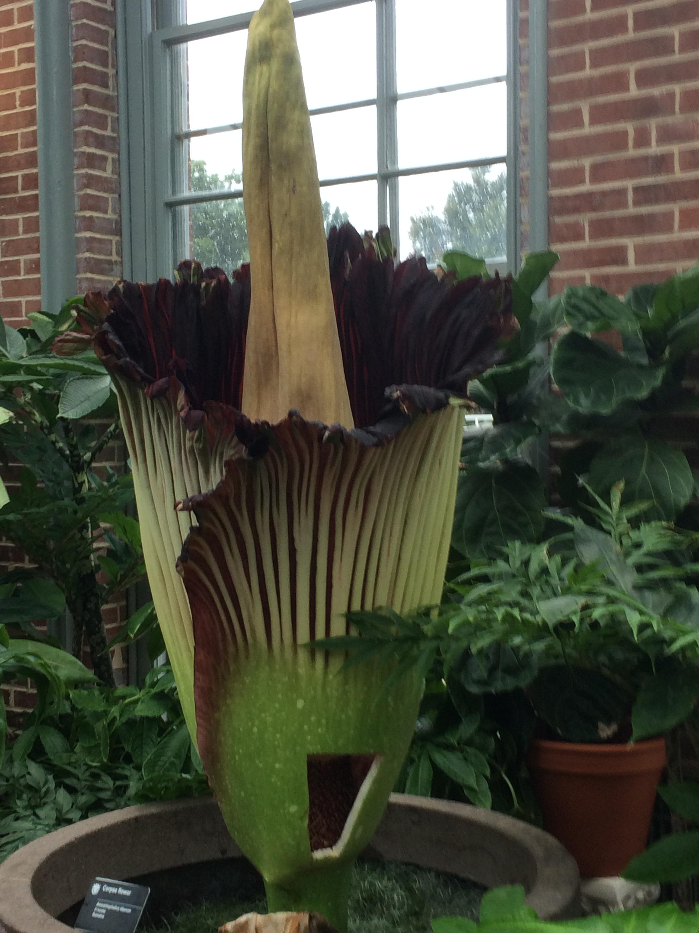 We saw izzy the corpse flower in bloom this morning. It only blooms for 24 hours every couple of years