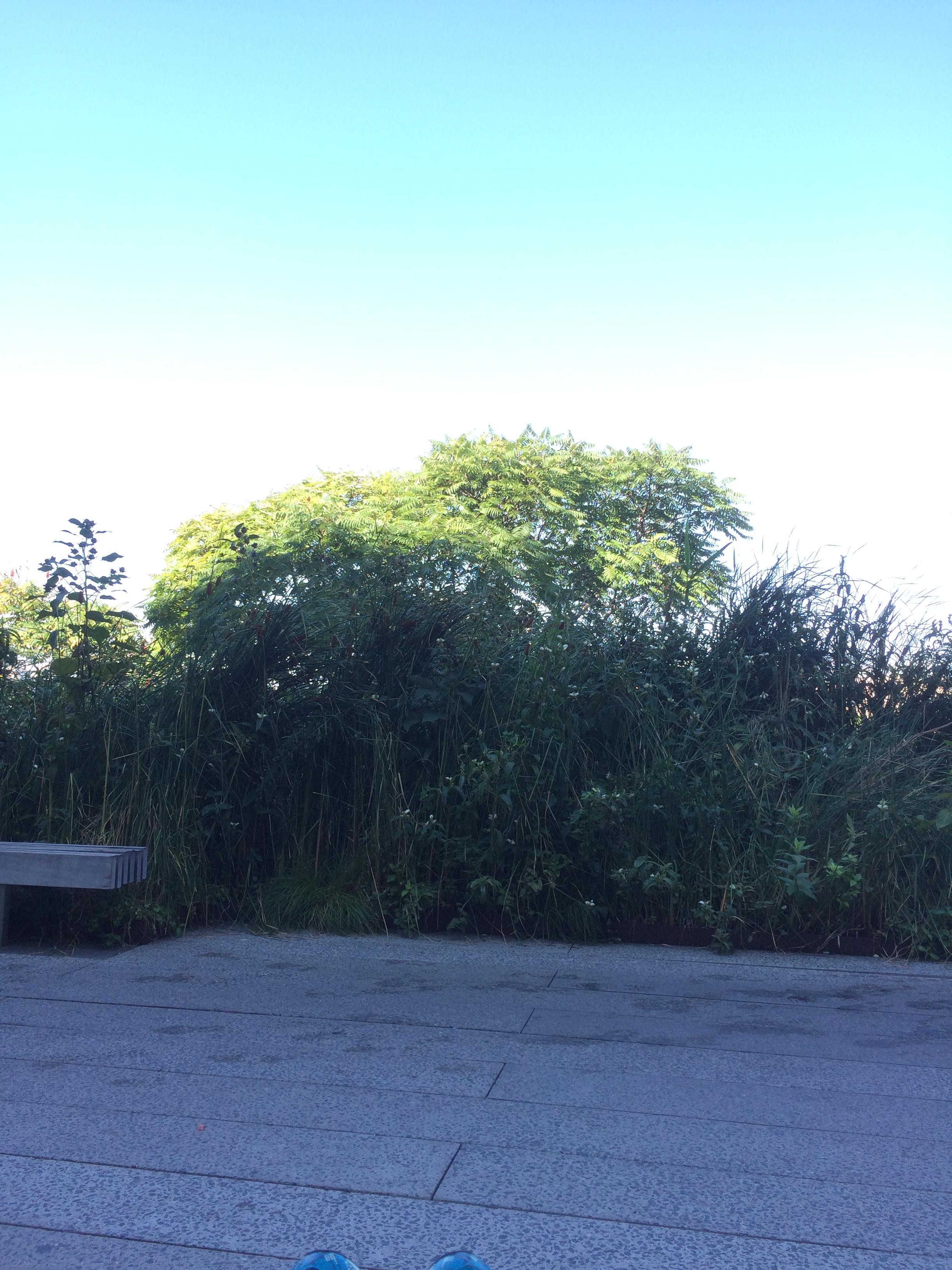 The highline