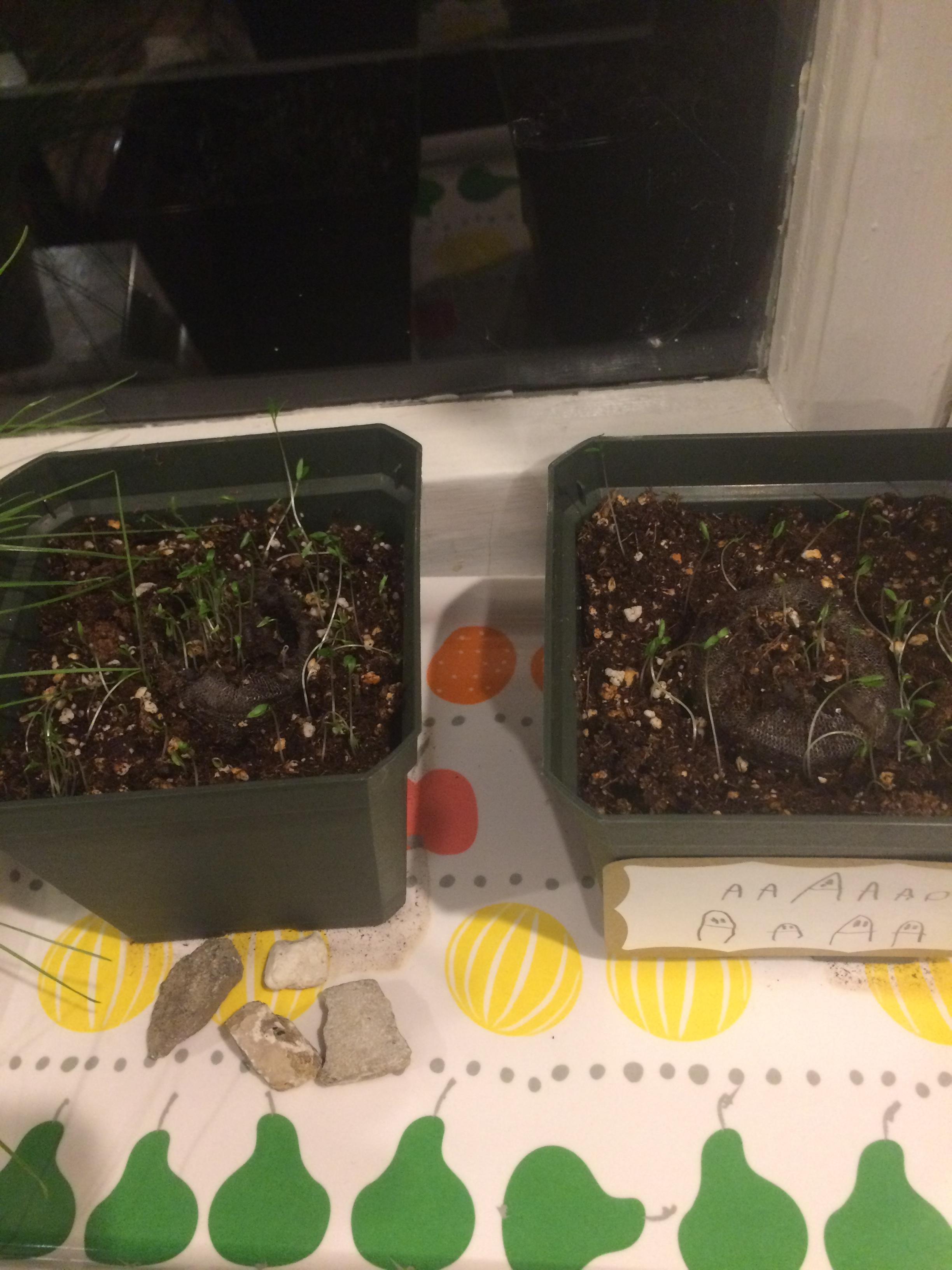 Crc parsley is growing for Passover