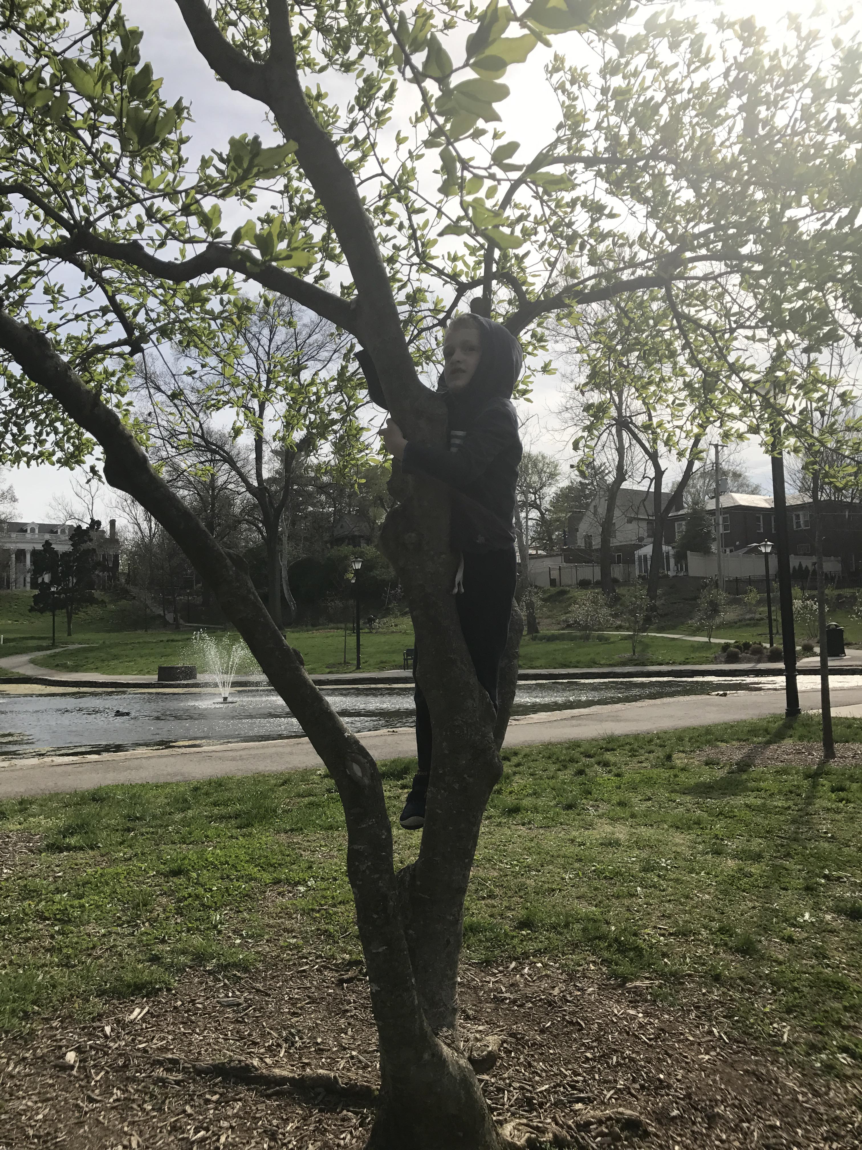 Tree hugger