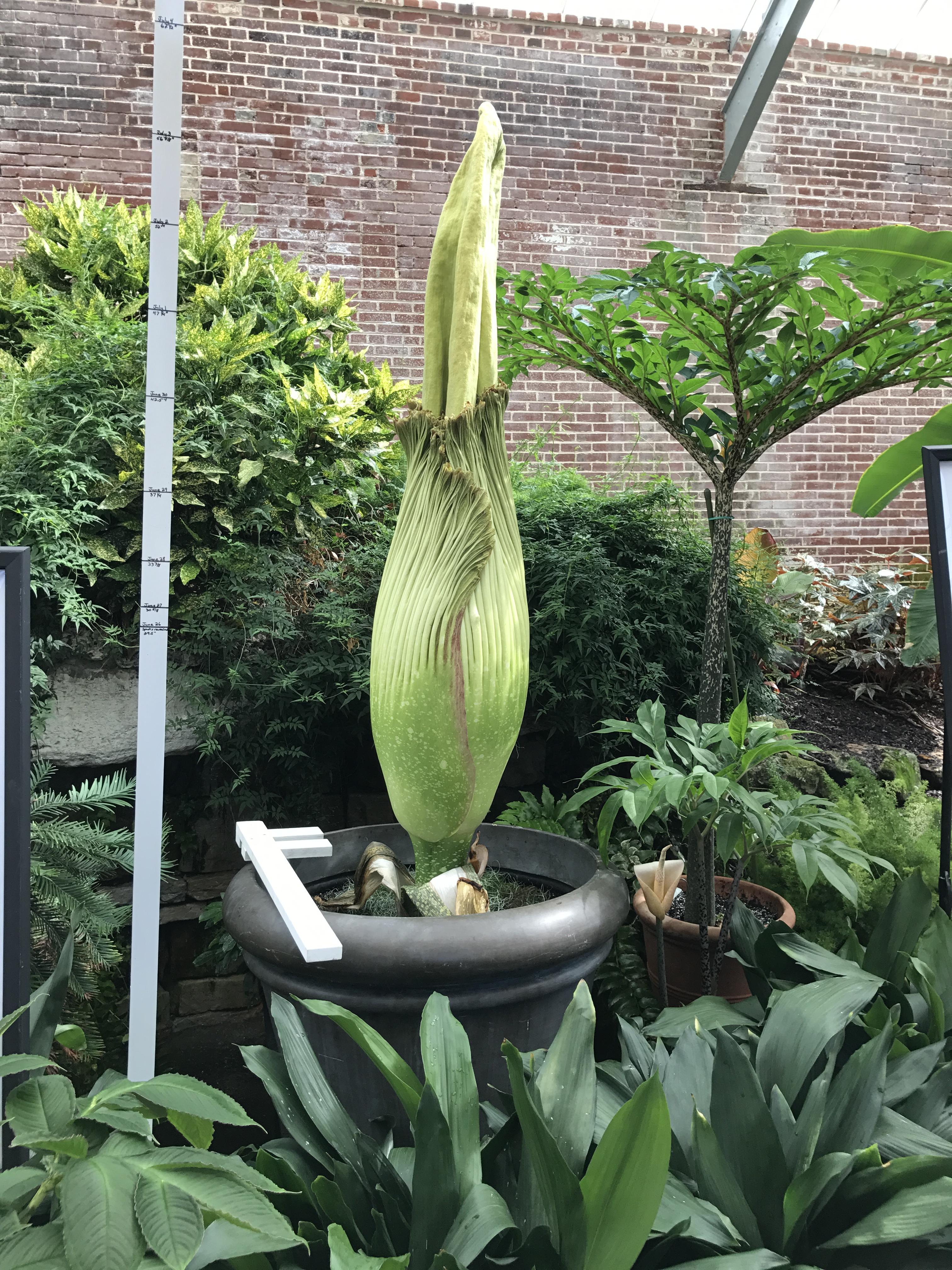 Corpse flower with Feldmeir family