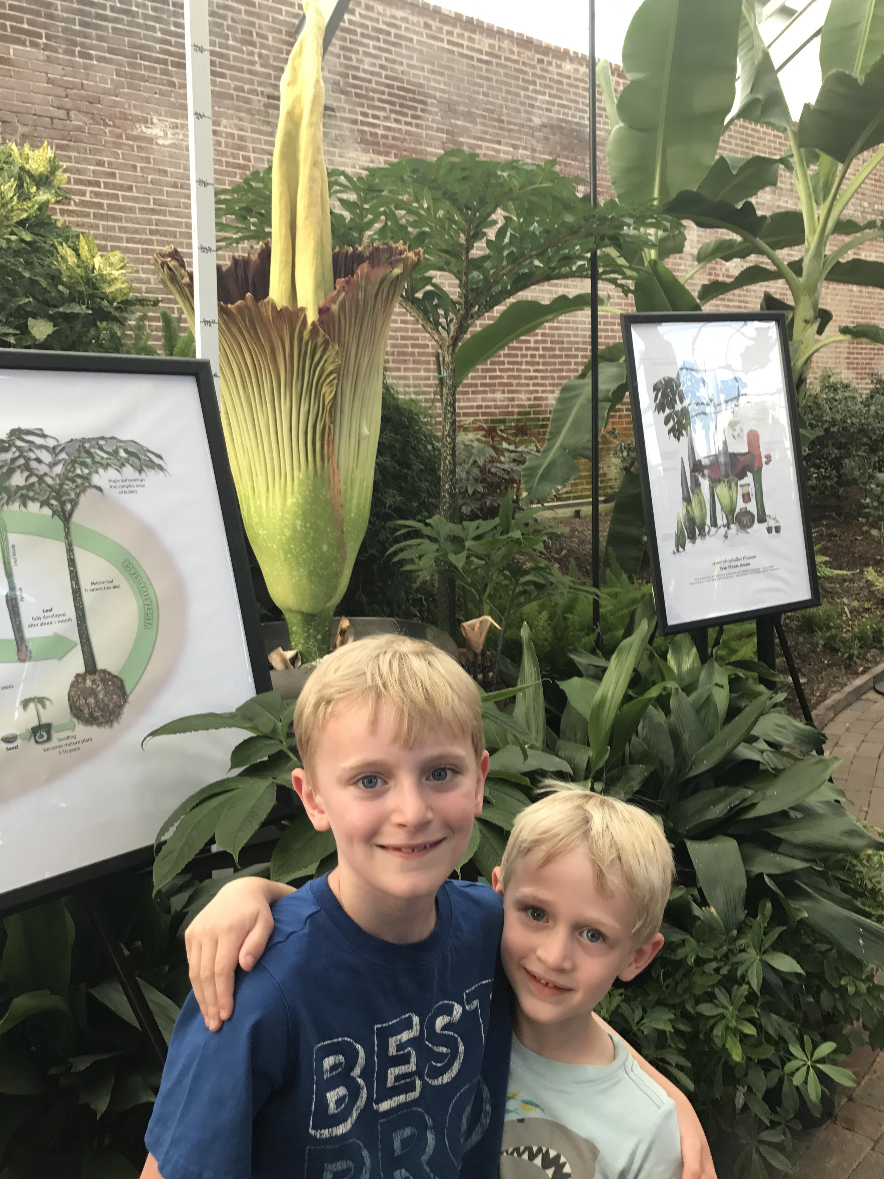 Corpse flower in bloom