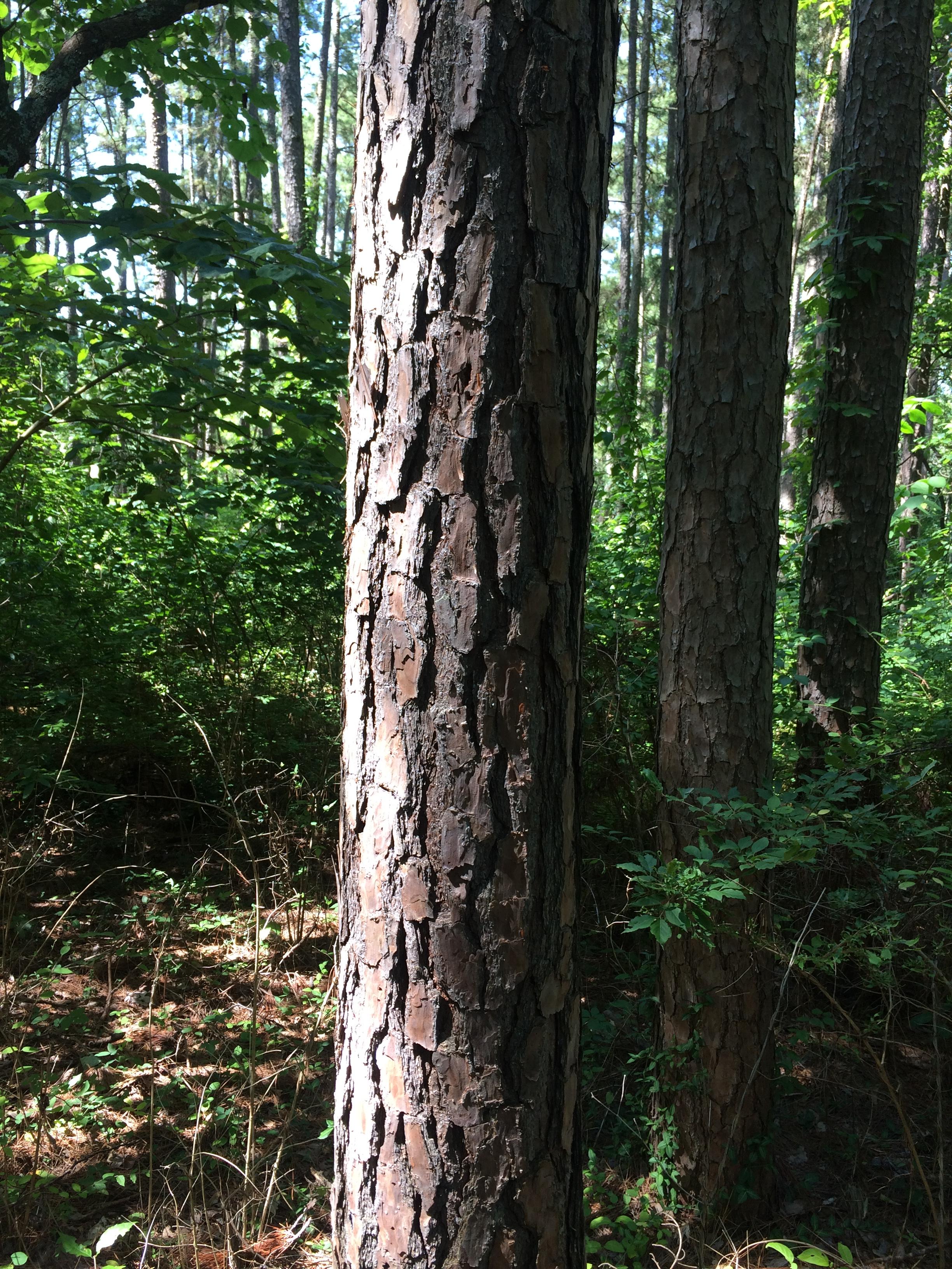 Pretty bark at Shaw nature reserve