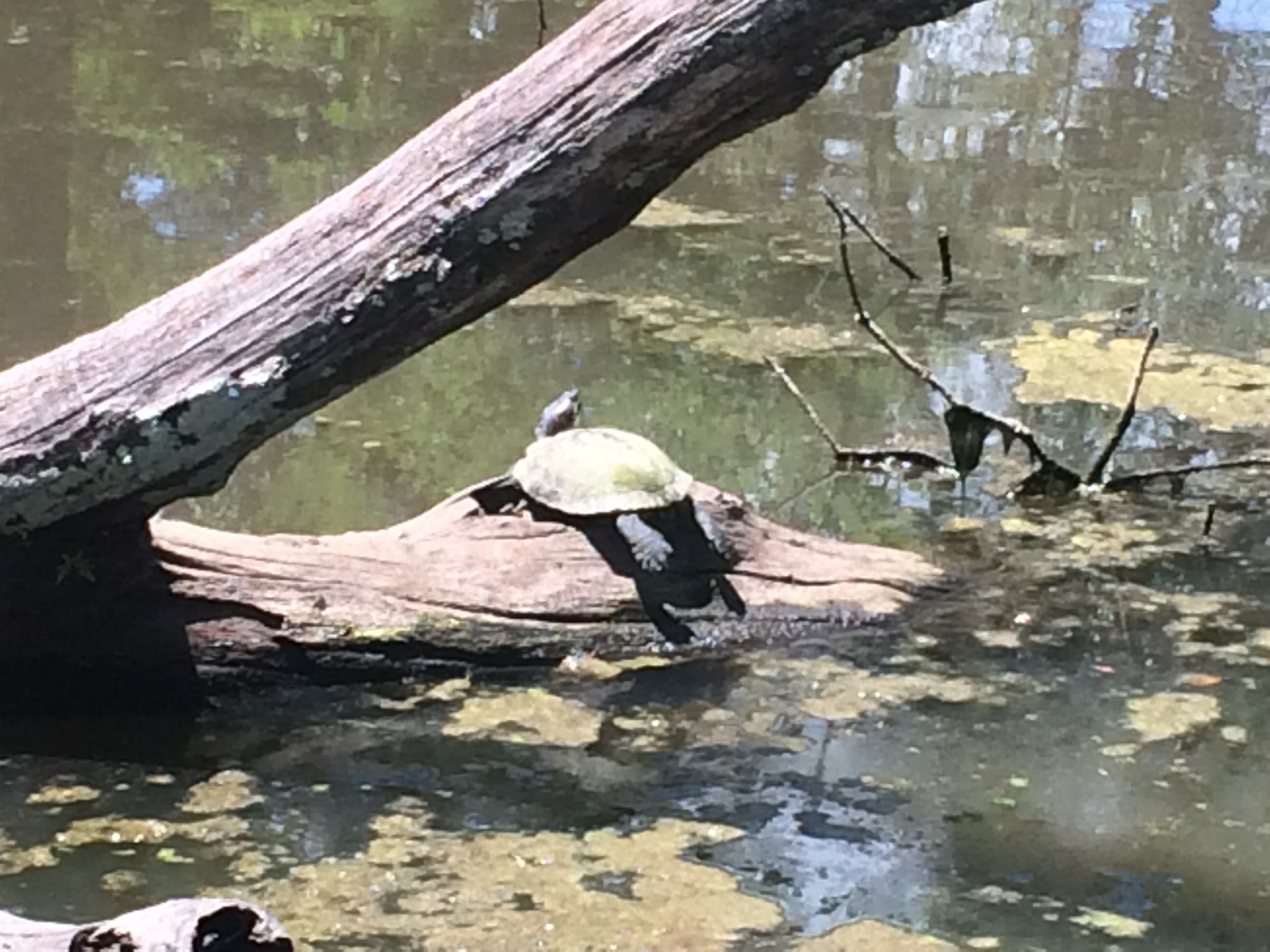 Sunbathing turtle