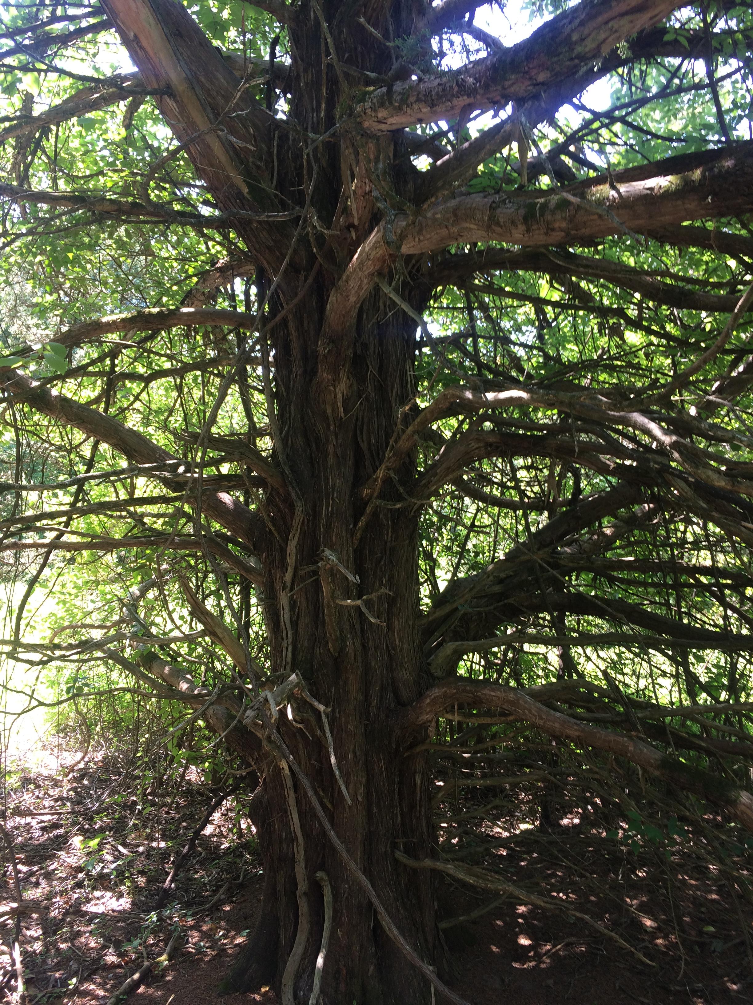 Beautiful tree