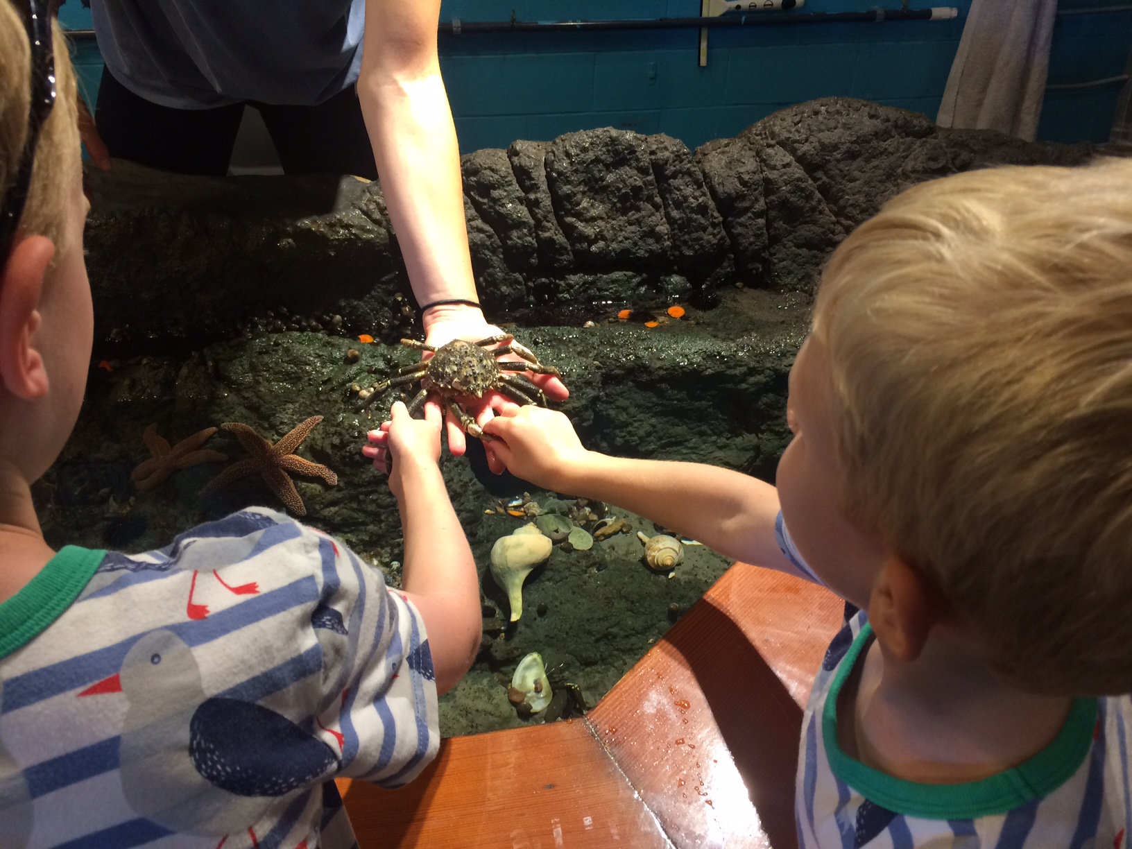 Touch tank