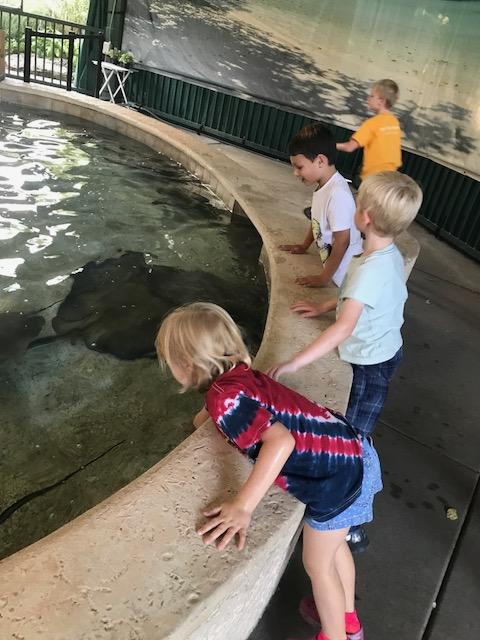 Wilson zoo night. Evelyn left her family and wanted to spend the evening with Charlie. Pet and fed stingrays and sharks. Looked for radio tagged plush turtles.