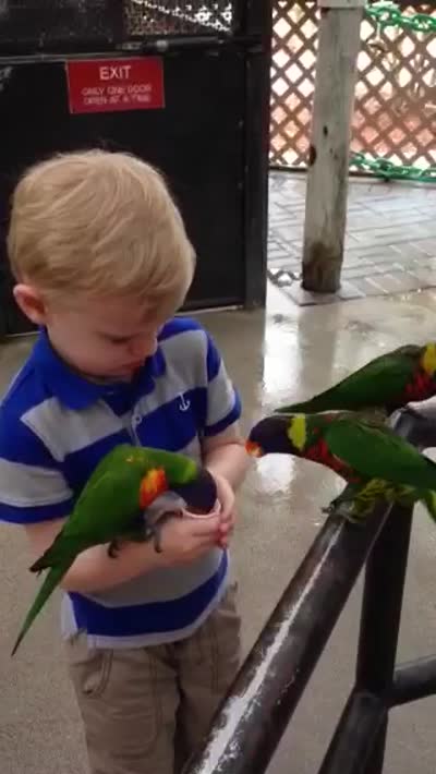 Warming up to the lorikeets