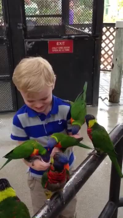 Lots of lorikeets